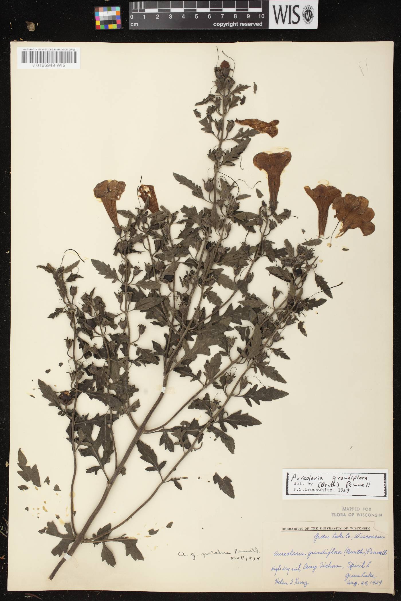 Aureolaria grandiflora var. pulchra image
