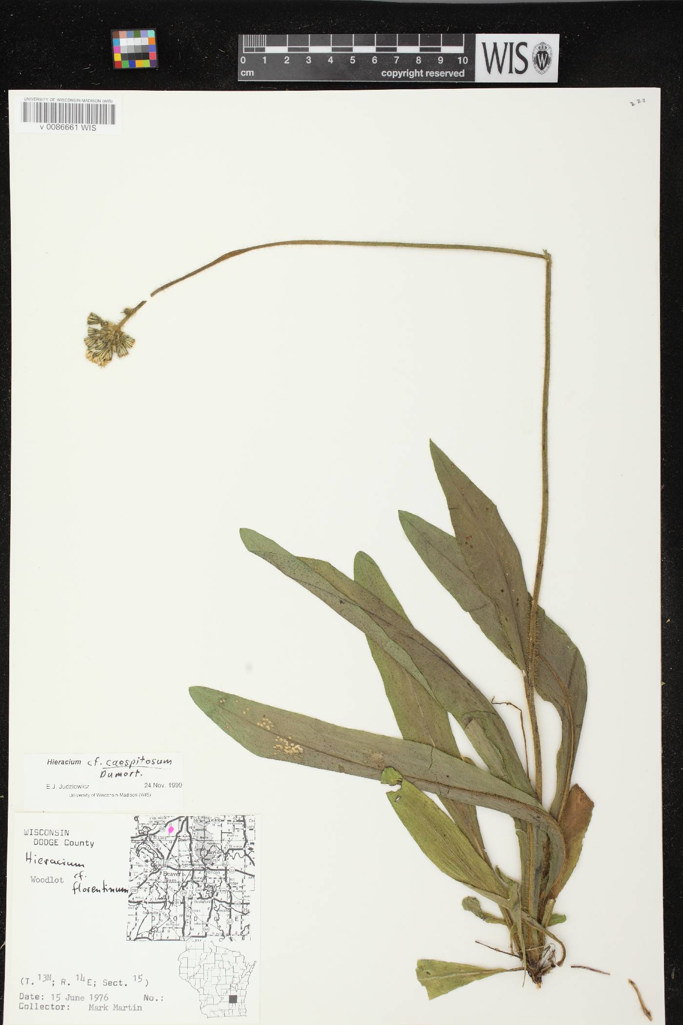 Hieracium caespitosum image