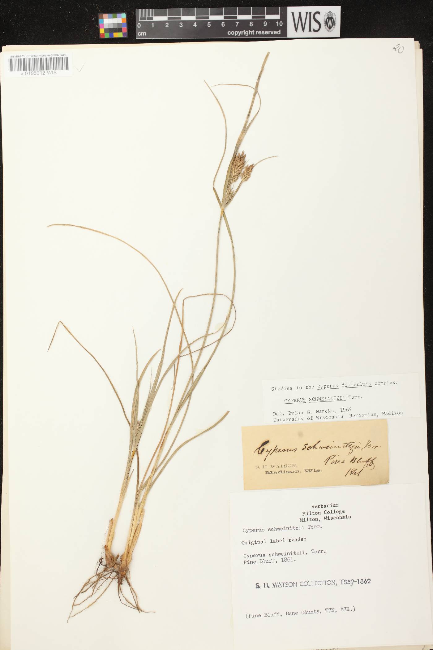 Cyperus schweinitzii image