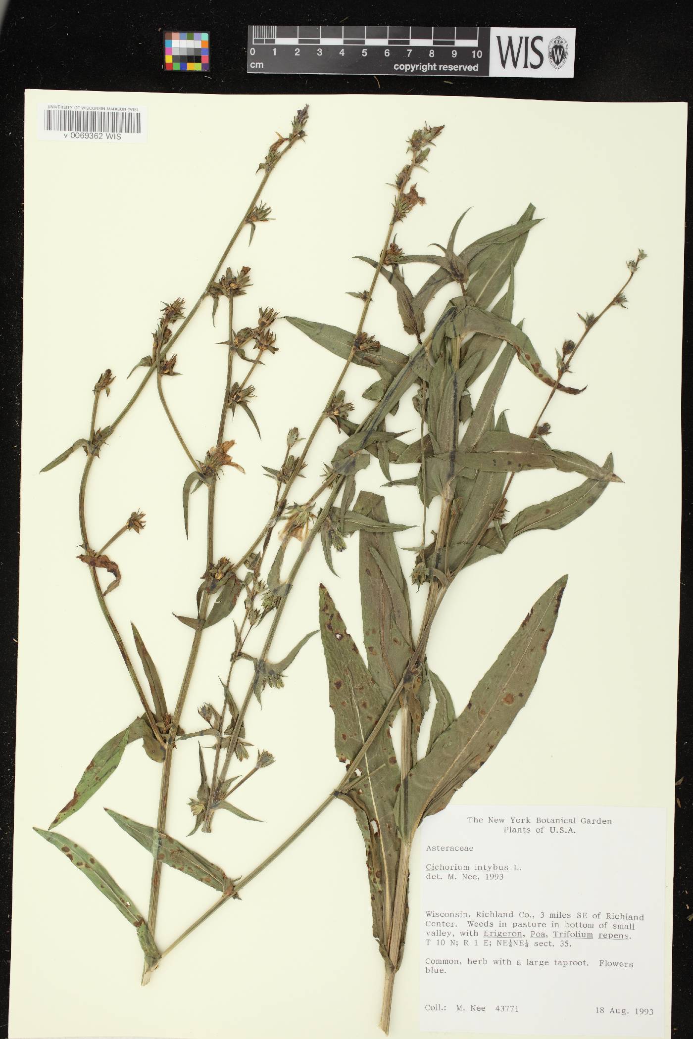 Cichorium intybus image
