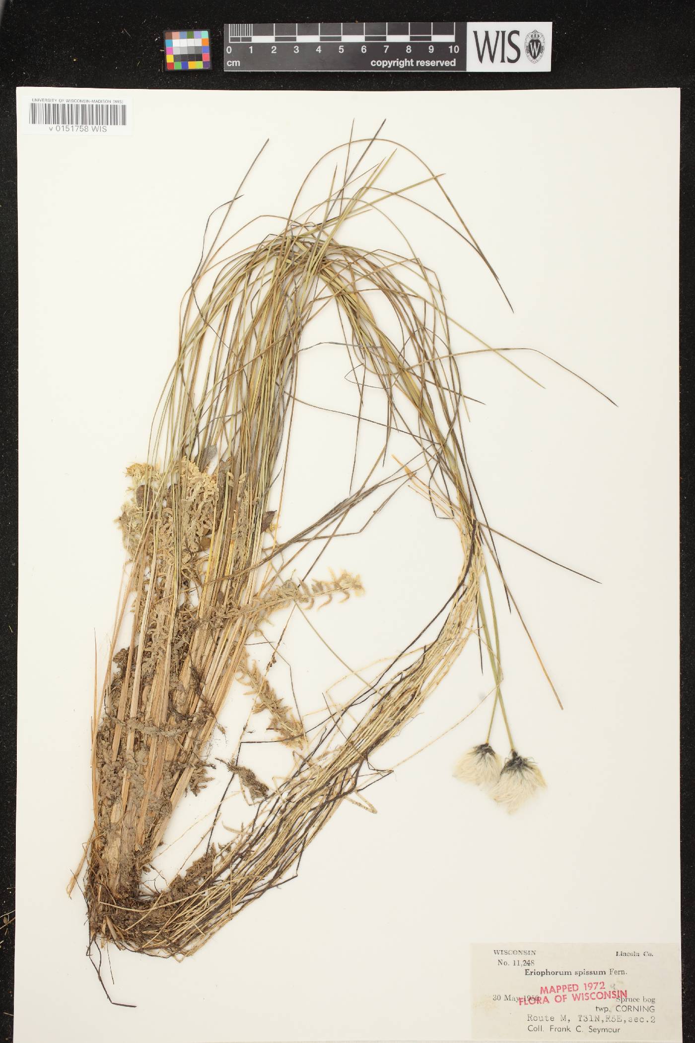 Eriophorum vaginatum image