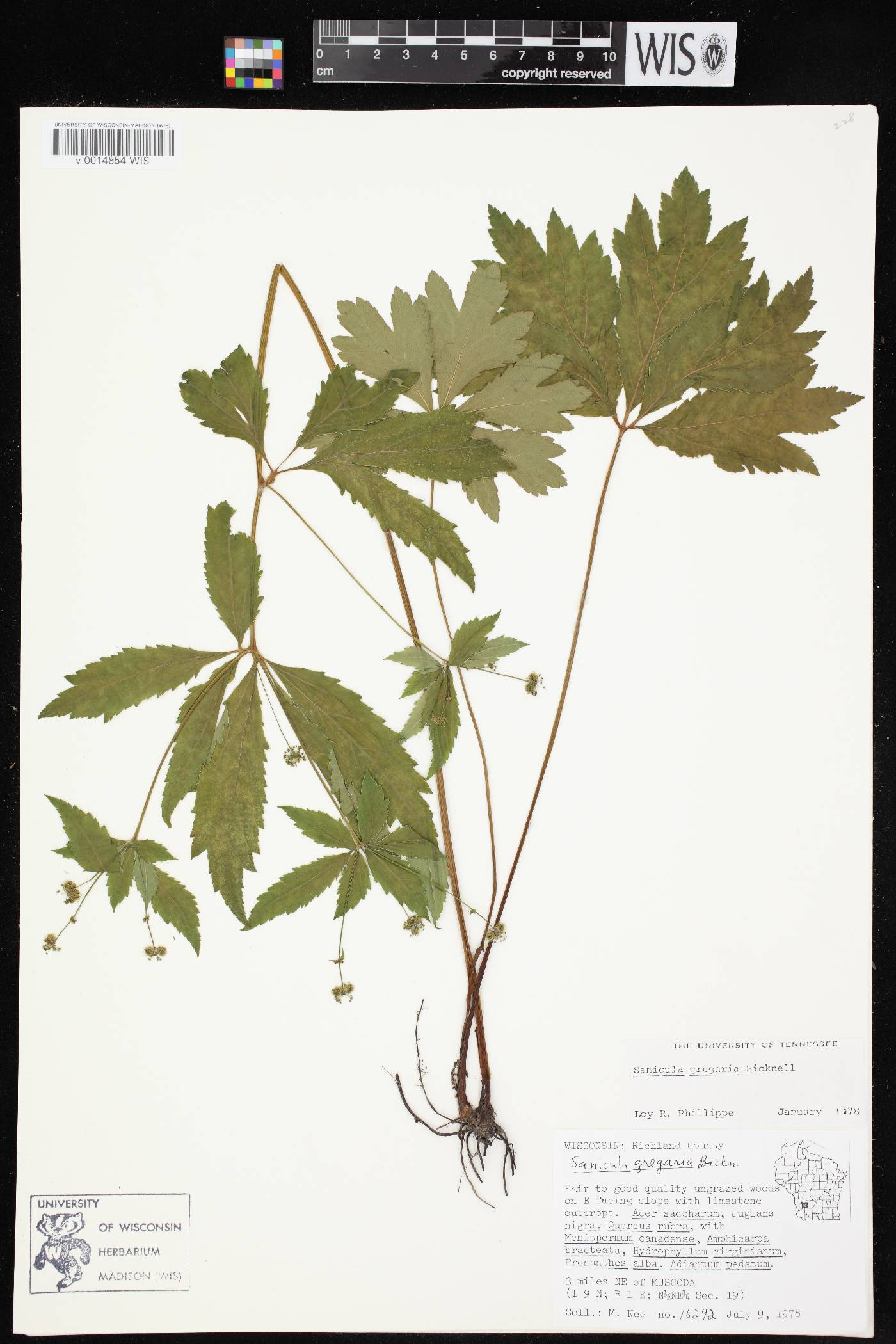 Sanicula odorata image