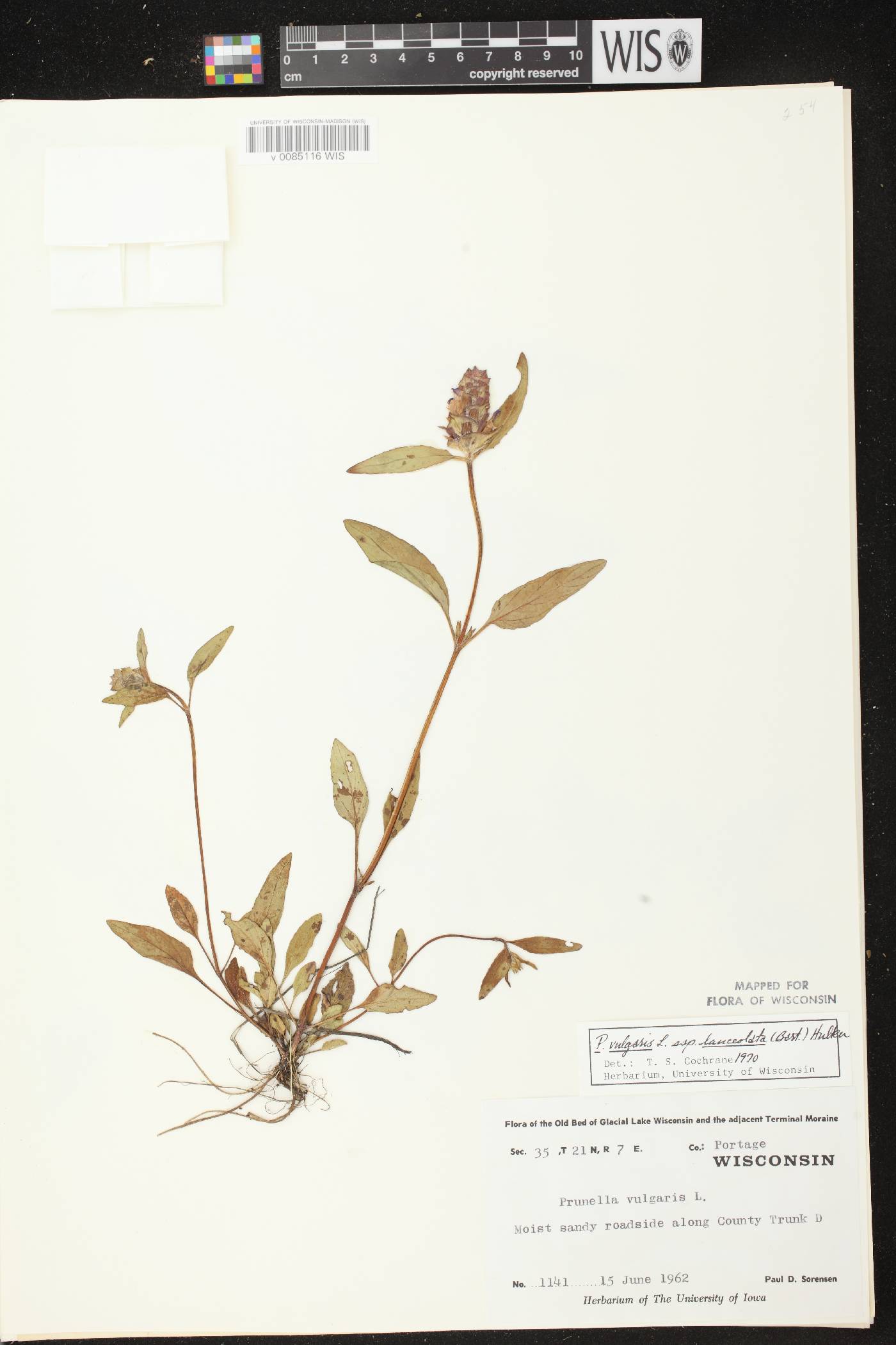 Prunella vulgaris image