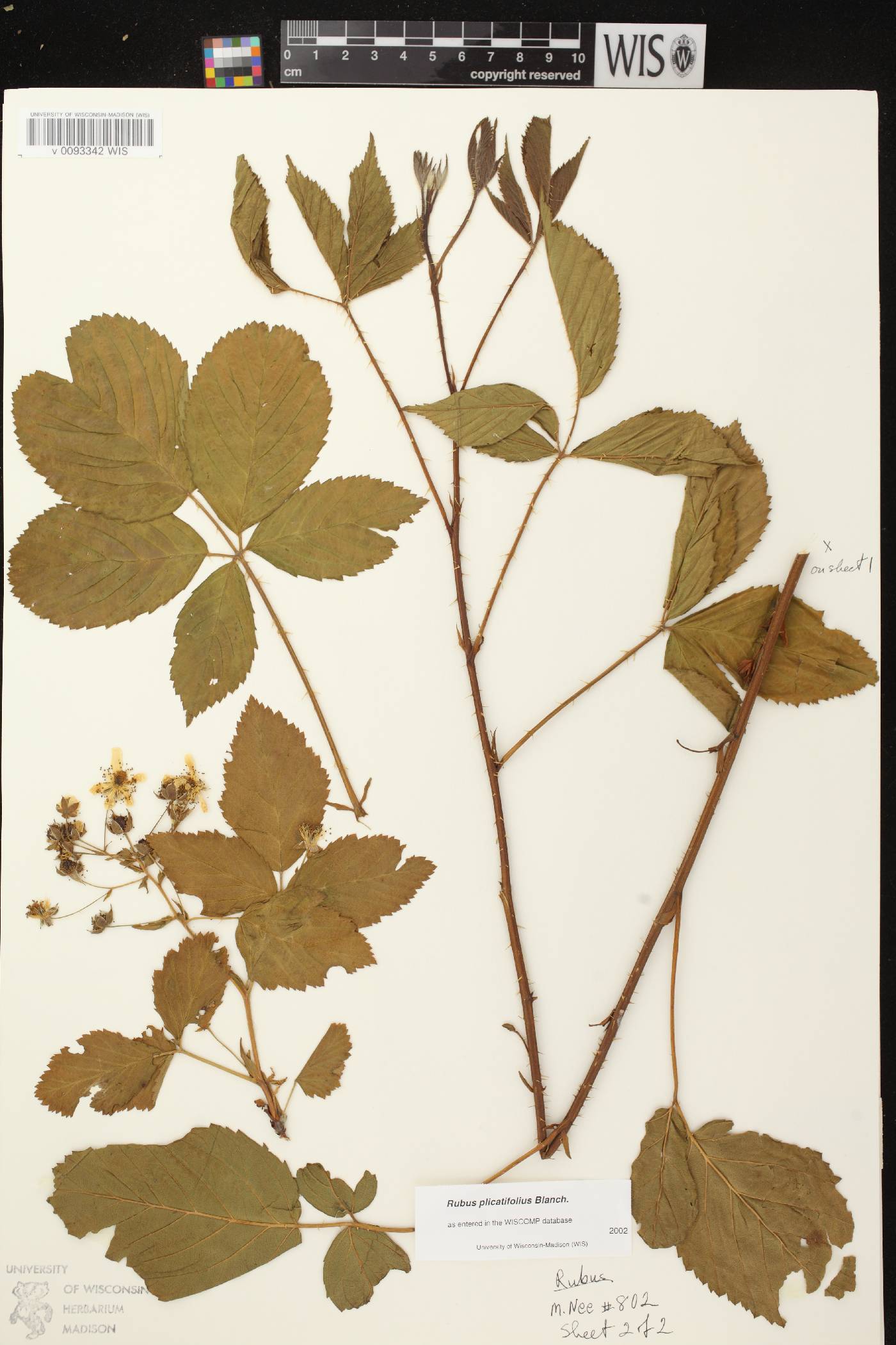 Rubus flagellaris image