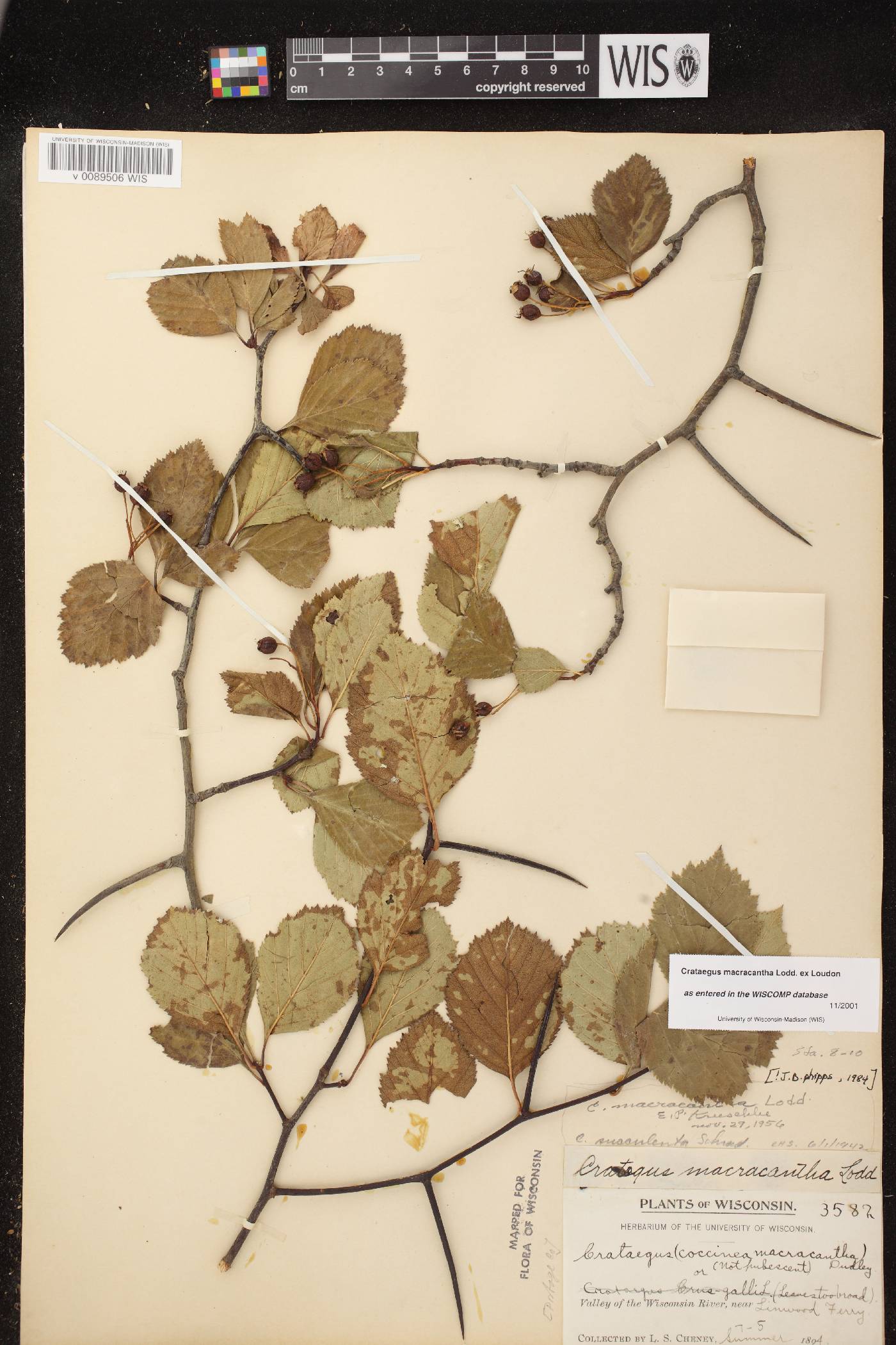 Crataegus macracantha image