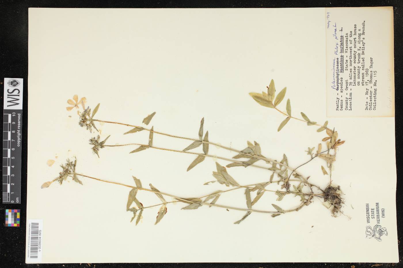 Phlox pilosa image