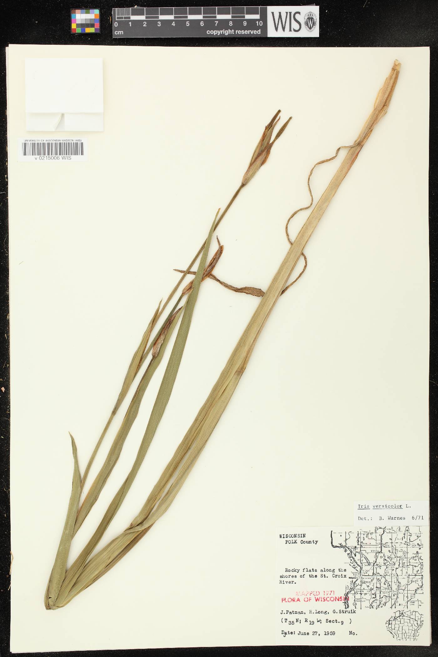 Iris versicolor image