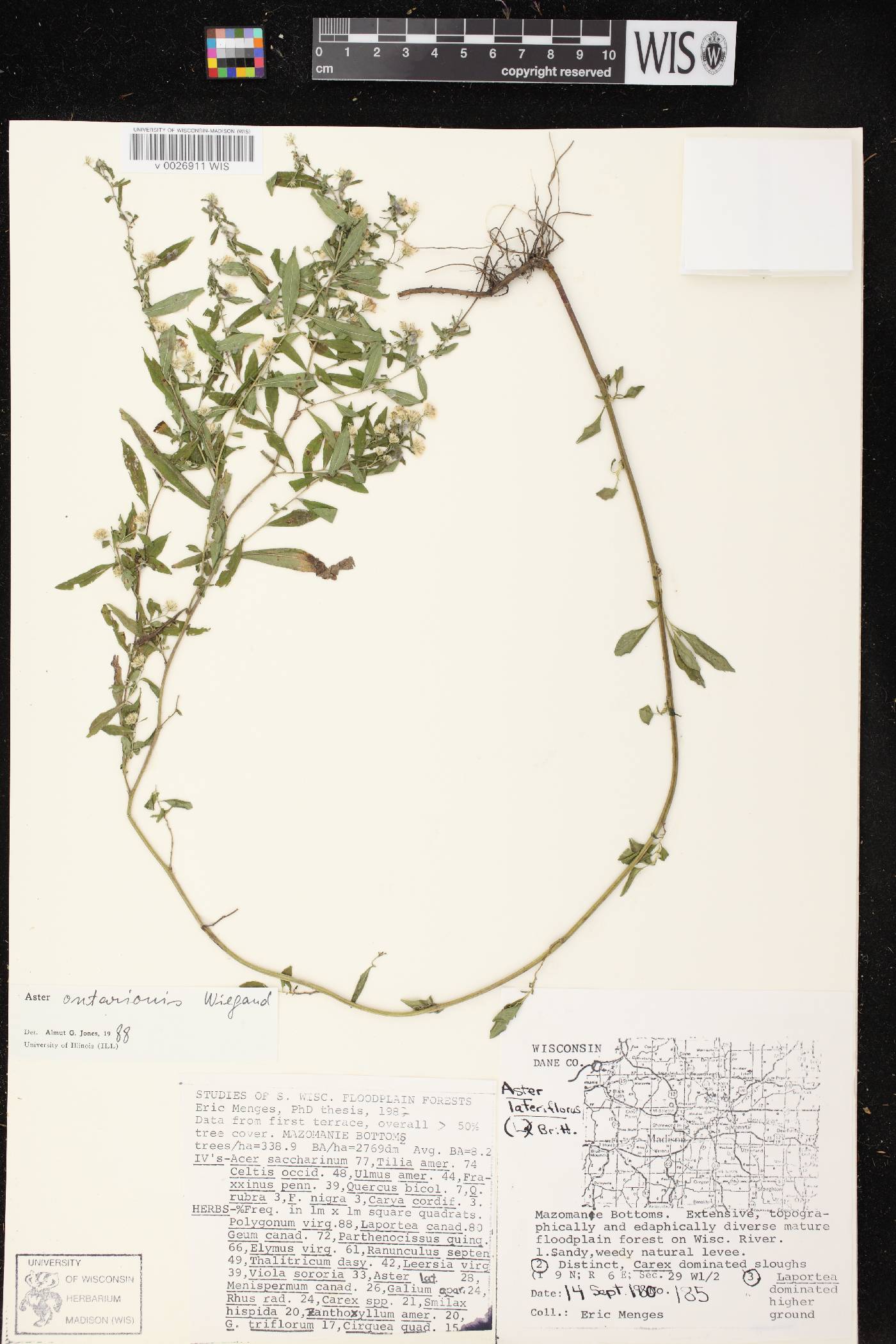 Symphyotrichum ontarionis image