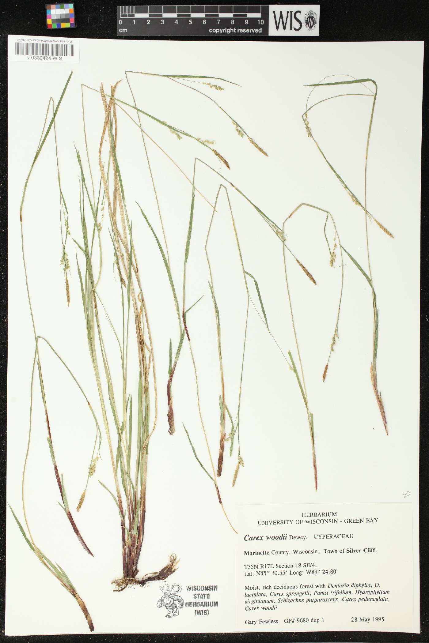 Carex woodii image