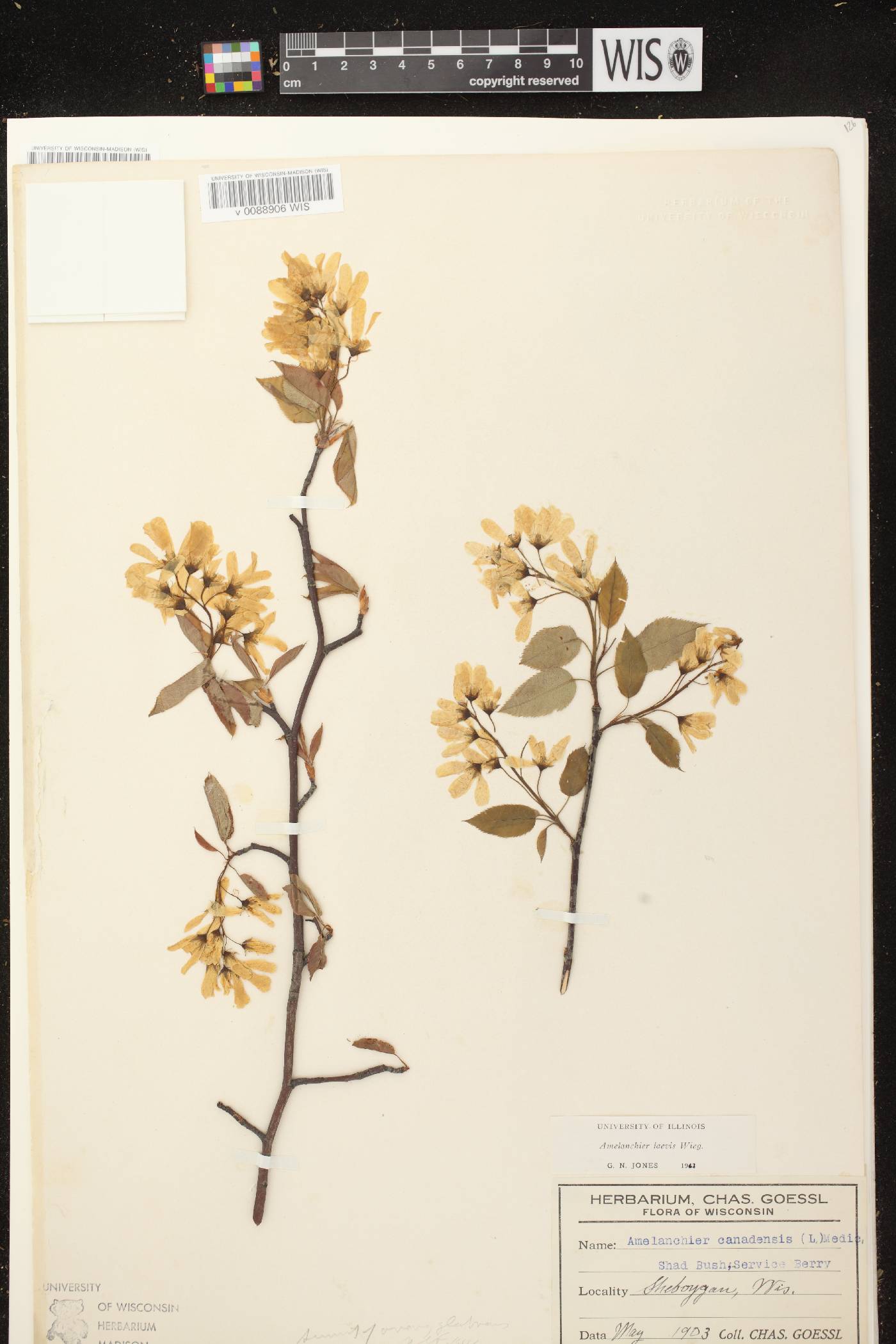 Amelanchier laevis image