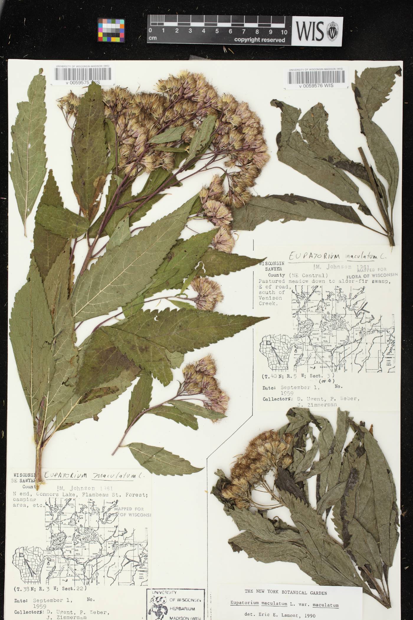 Eutrochium maculatum var. maculatum image