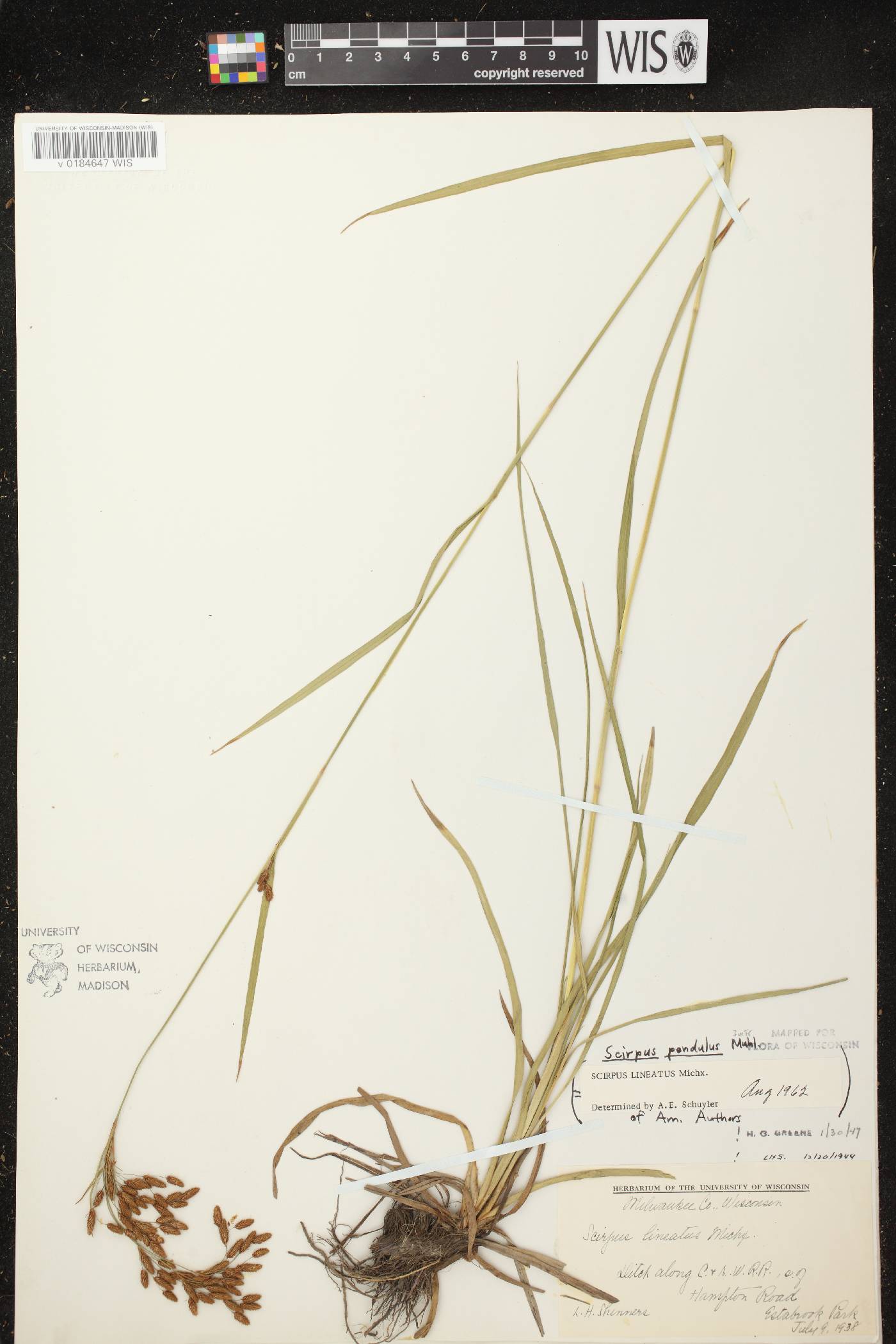 Scirpus pendulus image