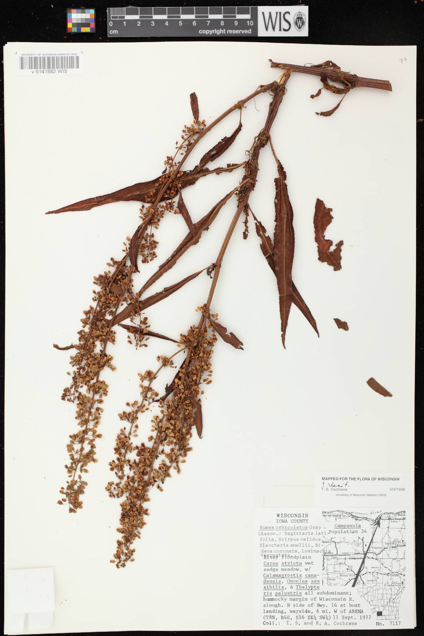 Rumex britannica image
