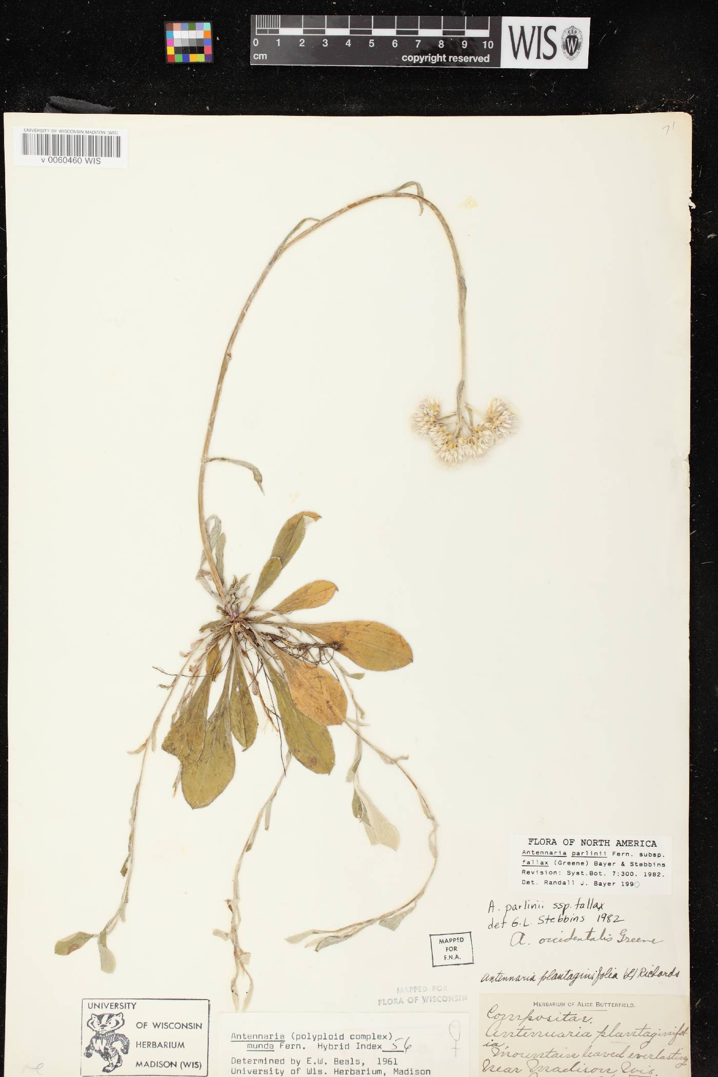 Antennaria parlinii subsp. fallax image