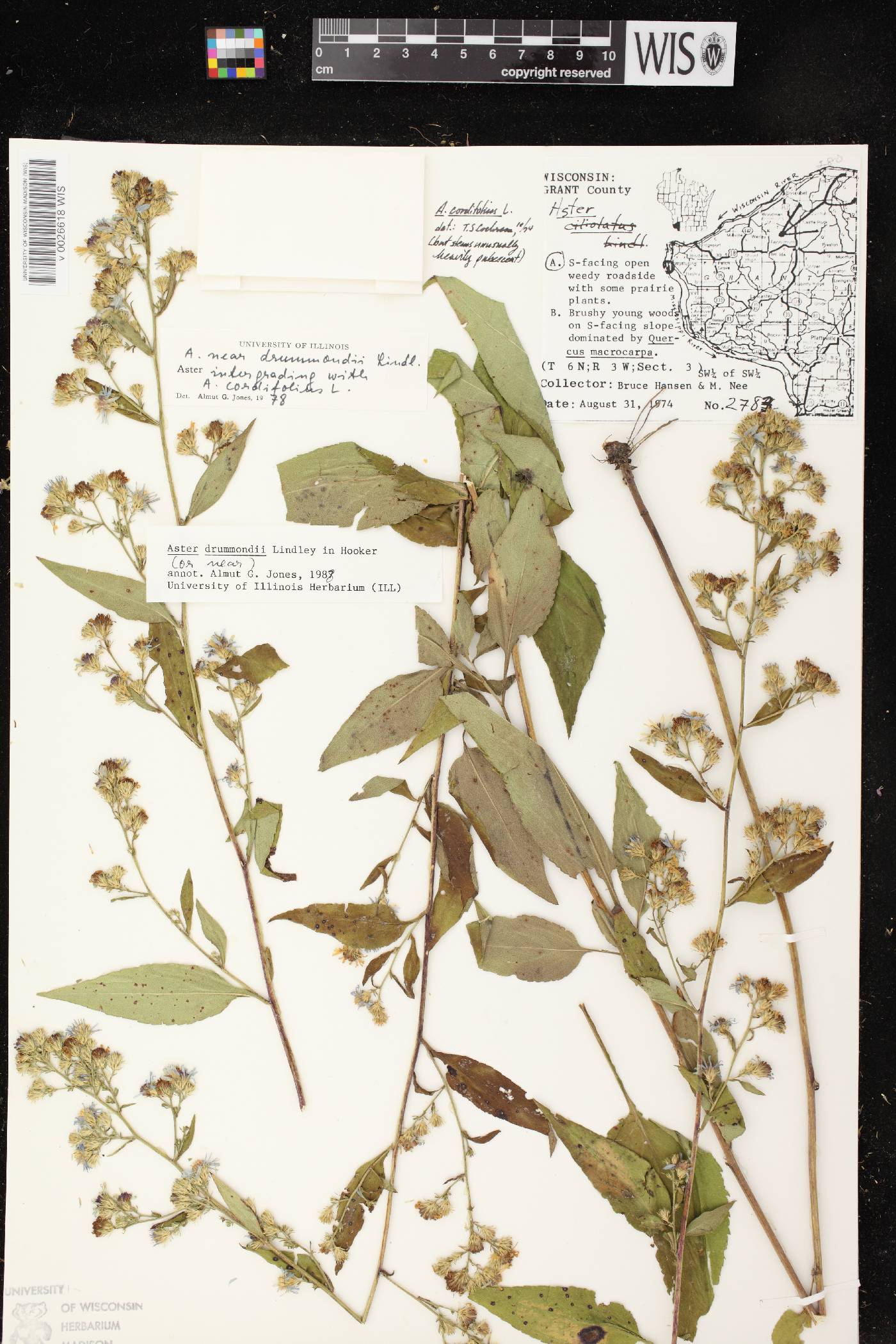 Symphyotrichum drummondii var. drummondii image
