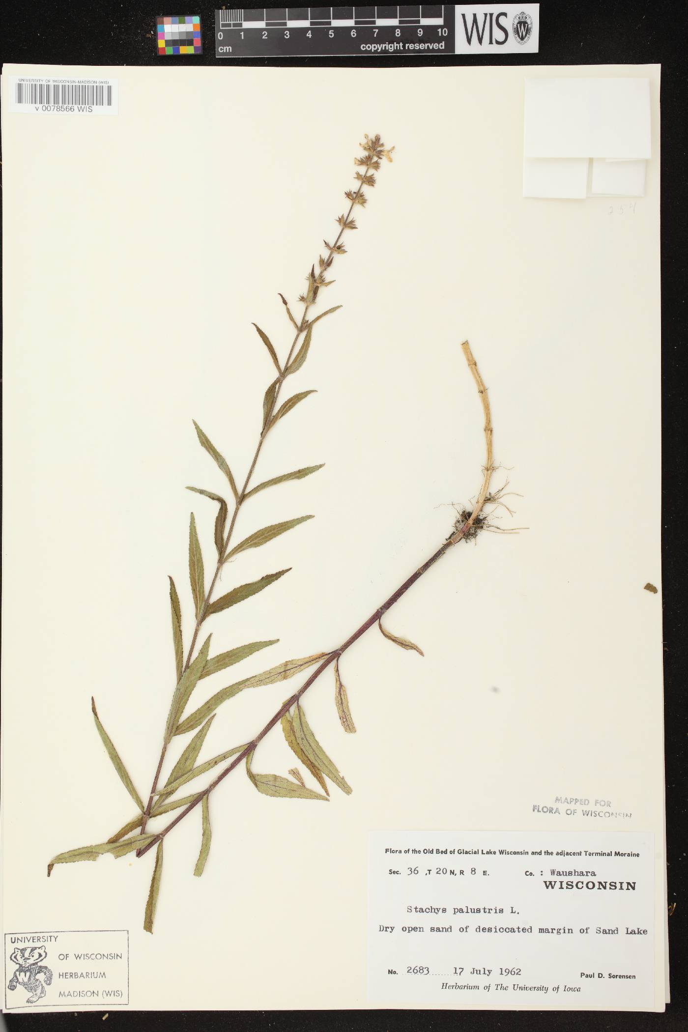Stachys palustris image