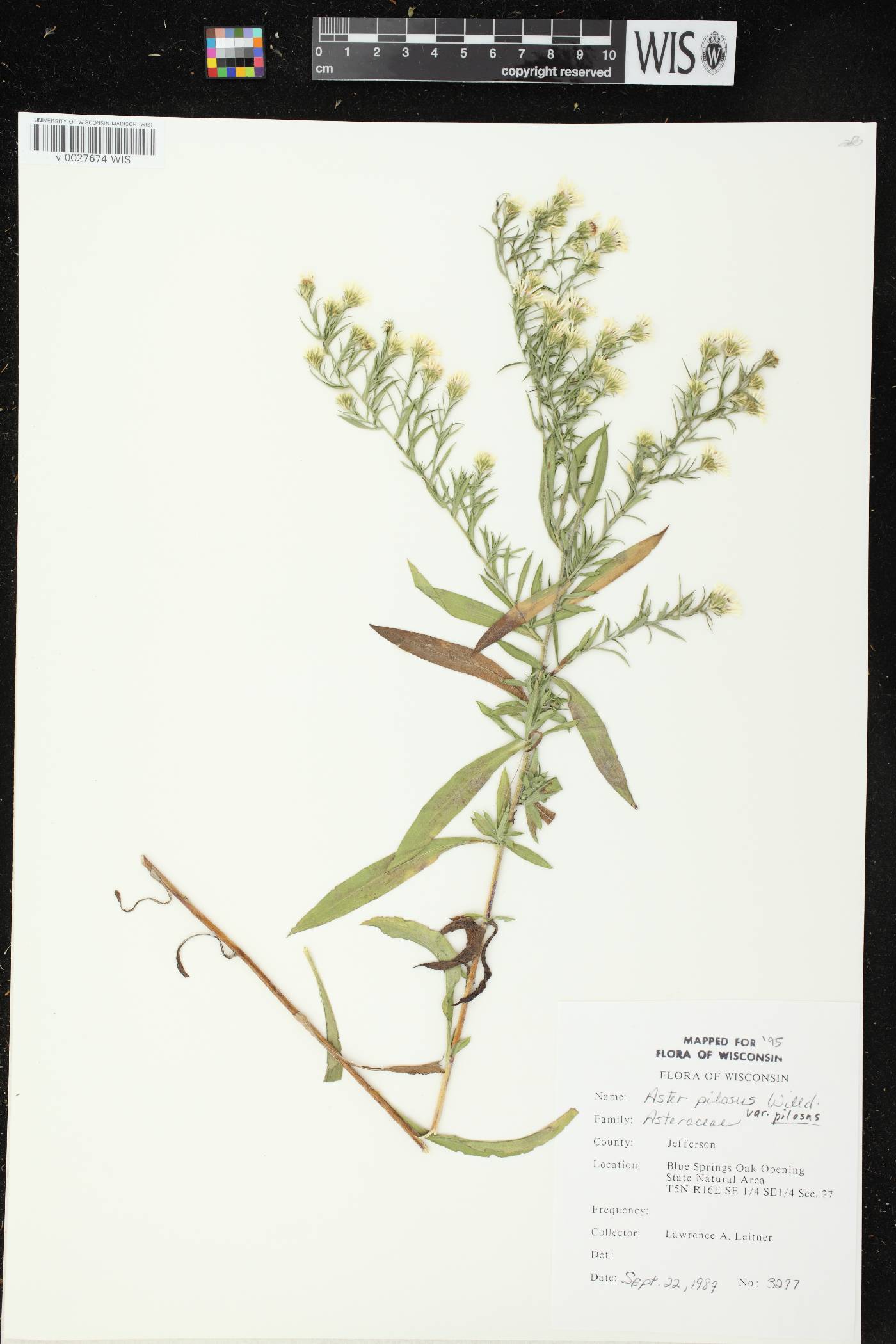 Symphyotrichum pilosum image