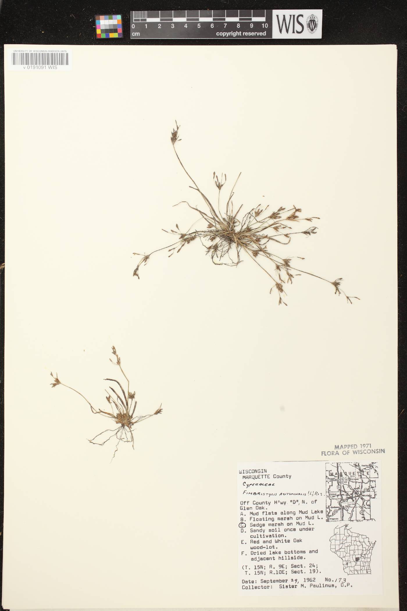 Fimbristylis autumnalis image