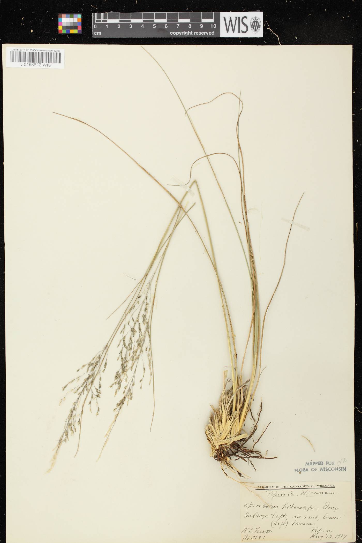 Sporobolus heterolepis image
