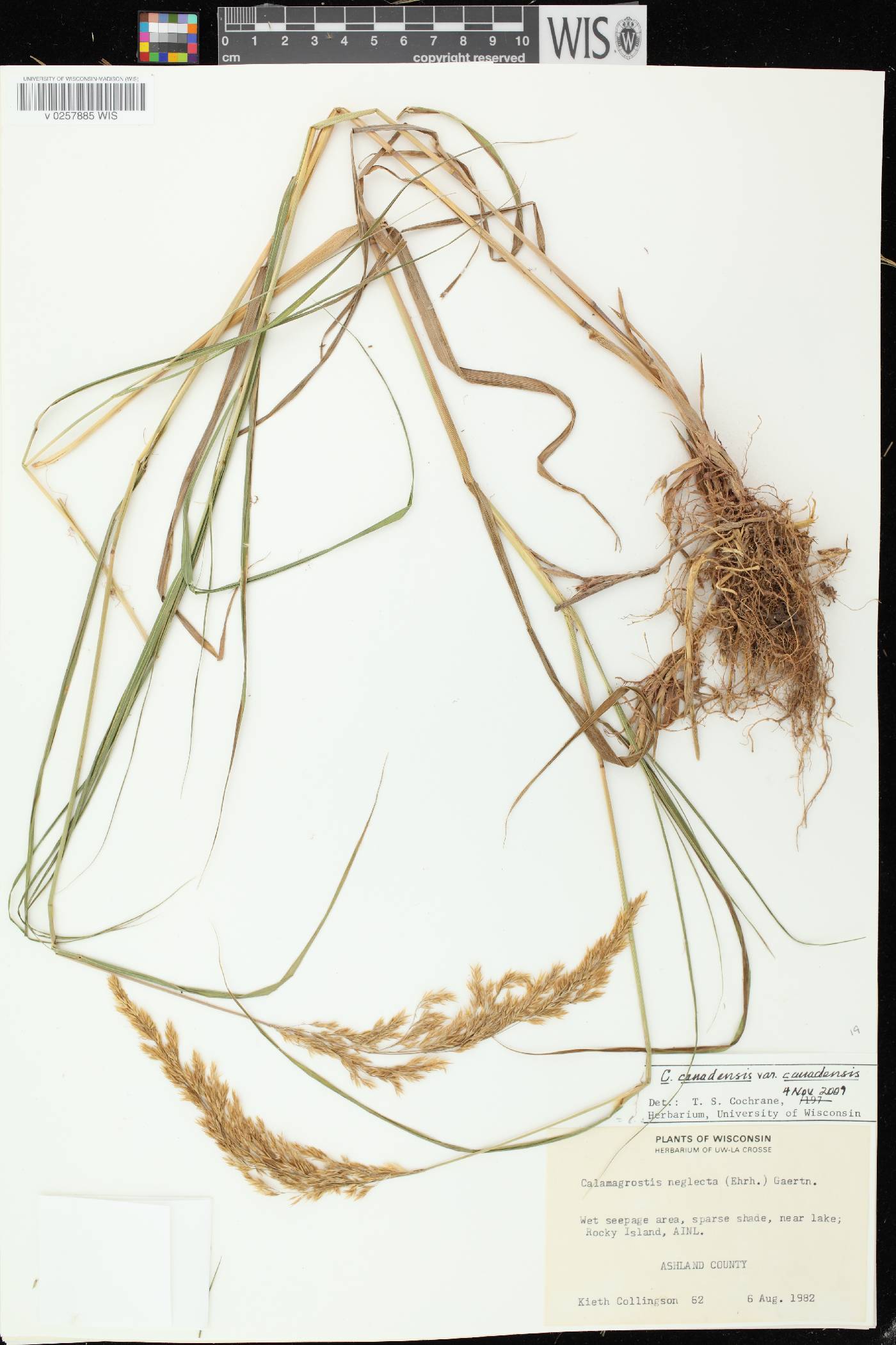 Calamagrostis canadensis var. canadensis image