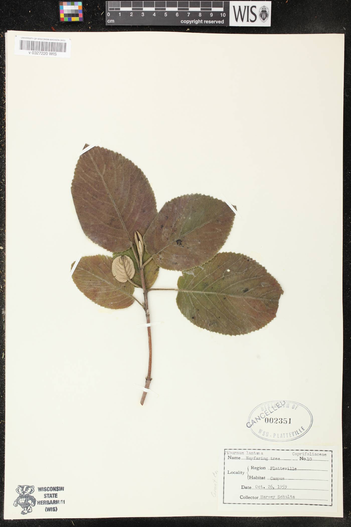 Viburnum lantana image