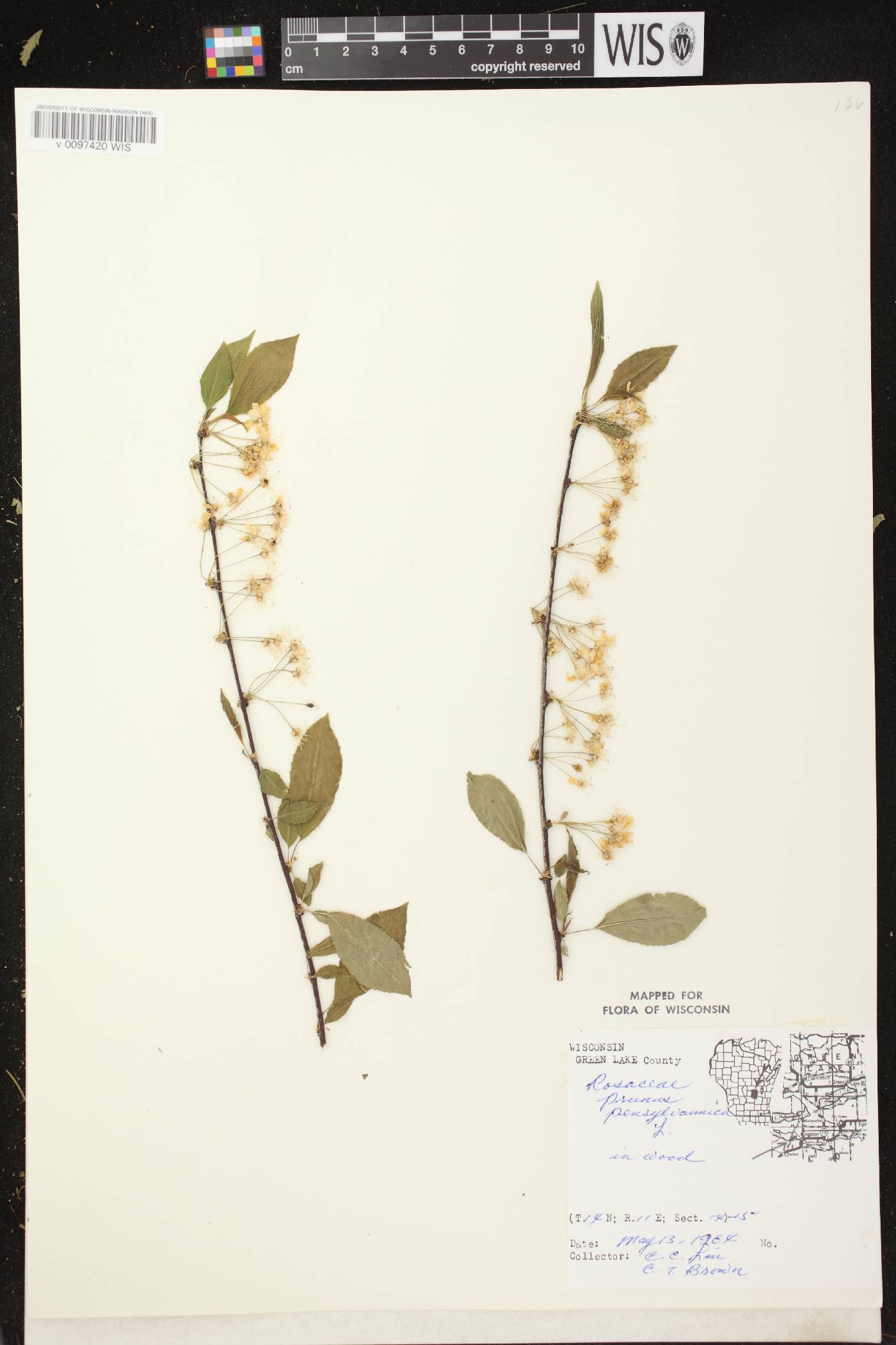 Prunus pensylvanica image