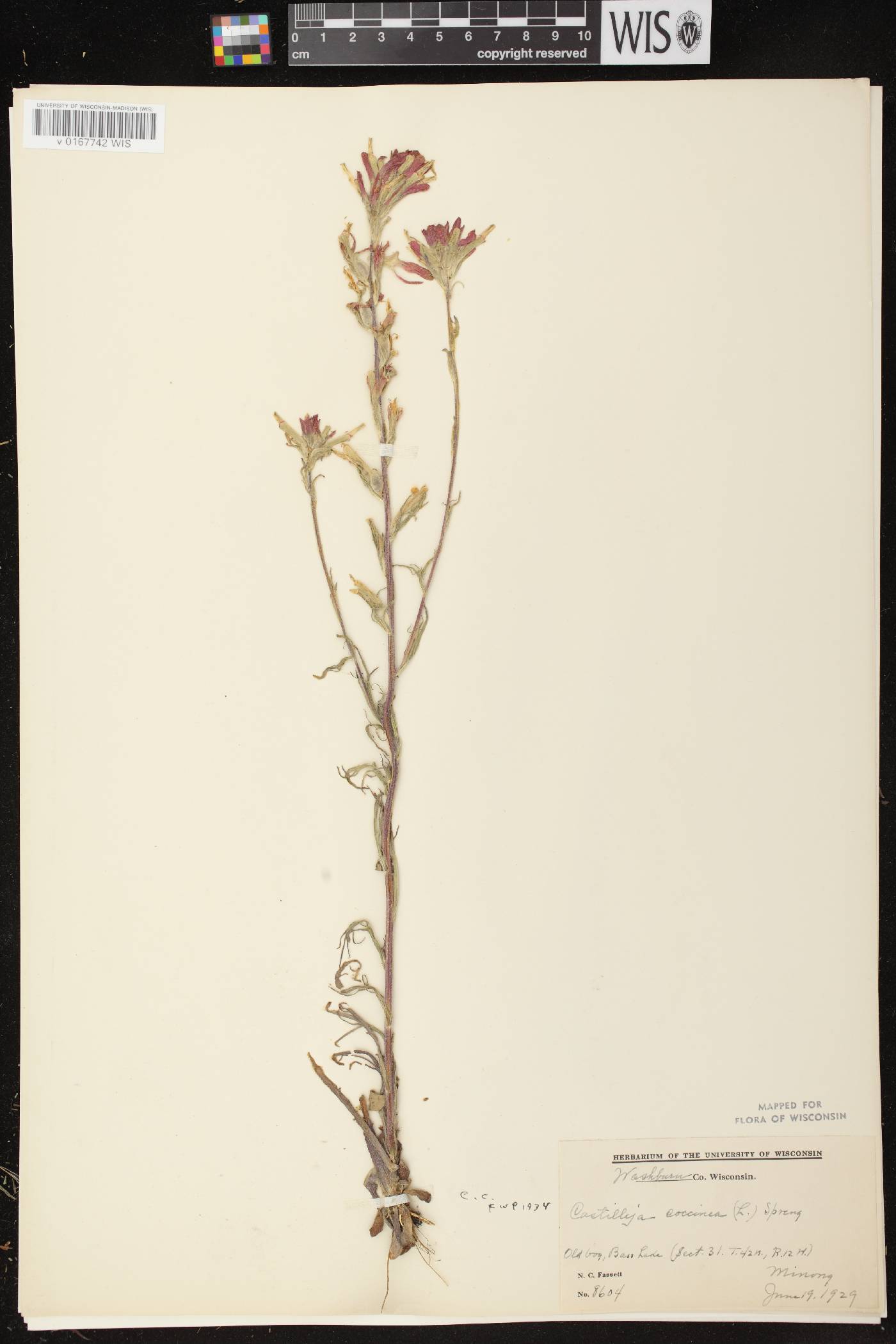 Castilleja coccinea image