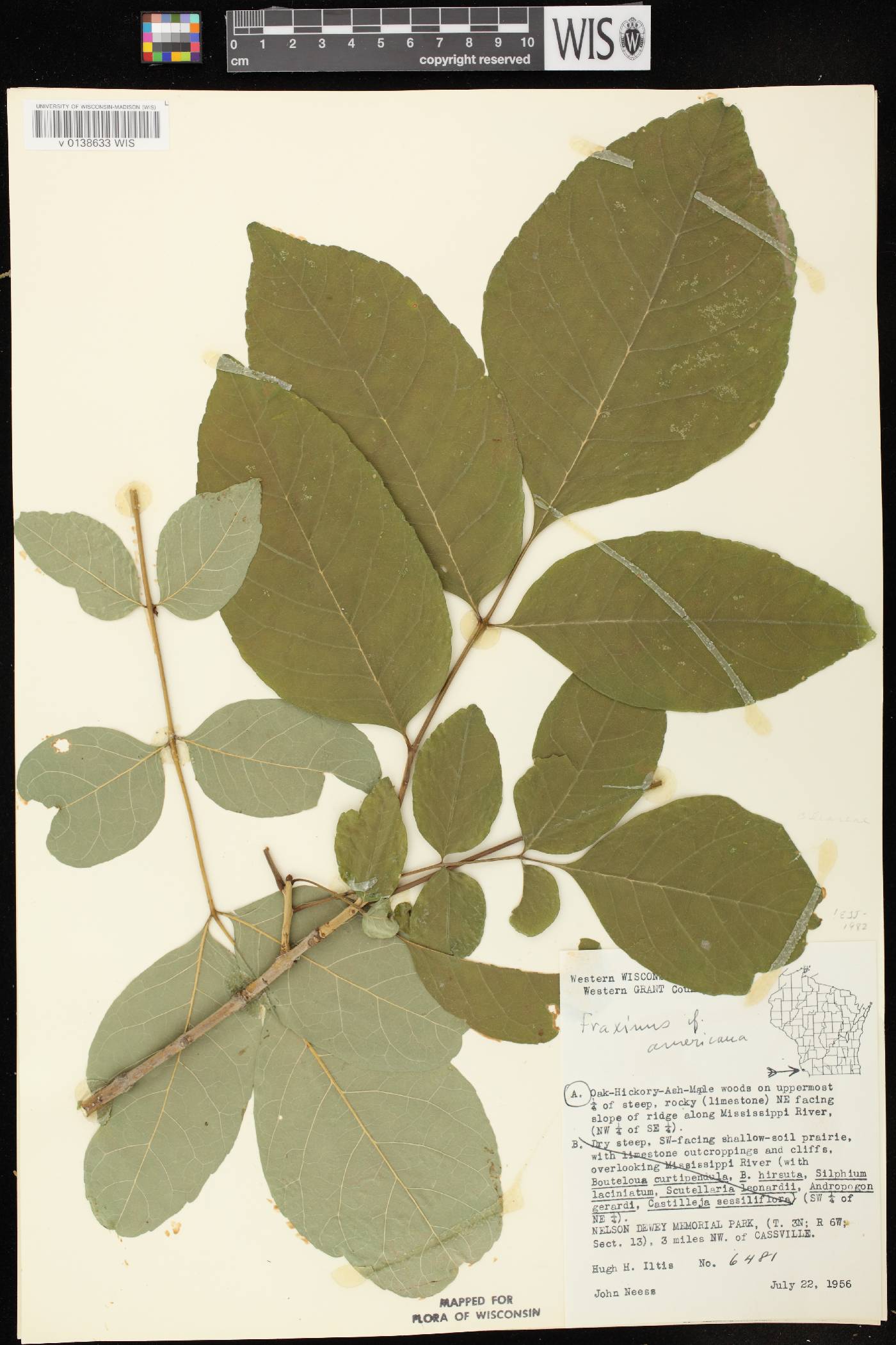 Fraxinus americana image