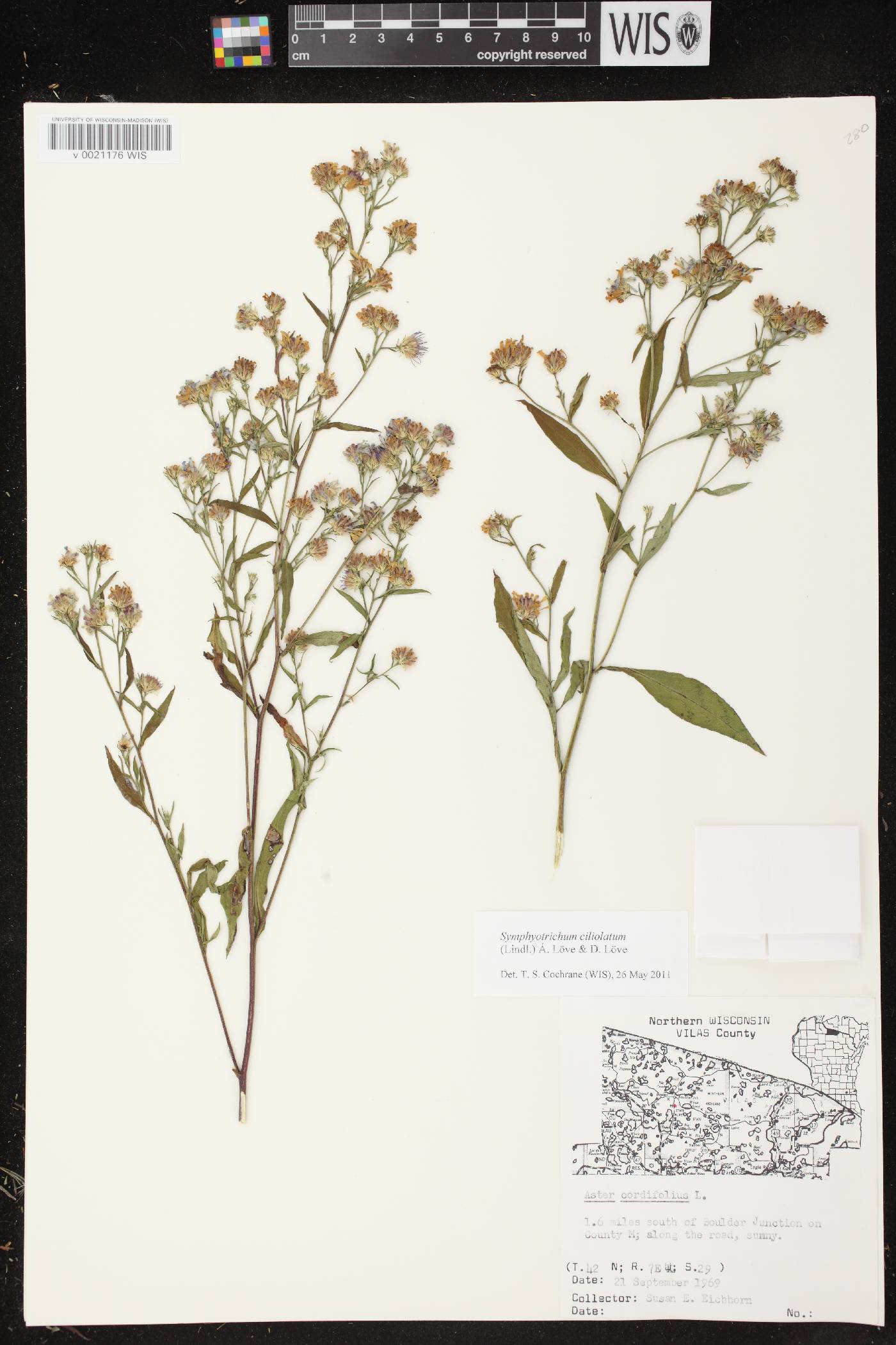 Symphyotrichum ciliolatum image