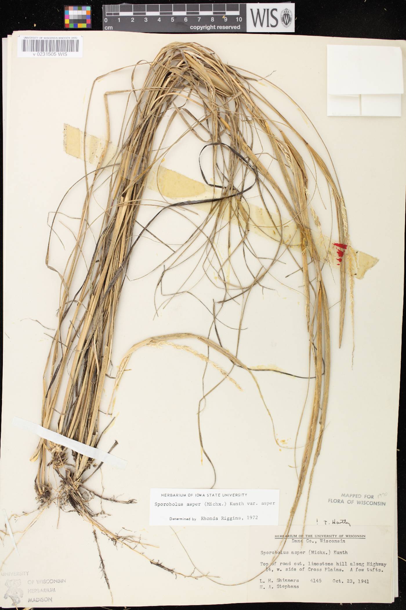 Sporobolus compositus var. compositus image