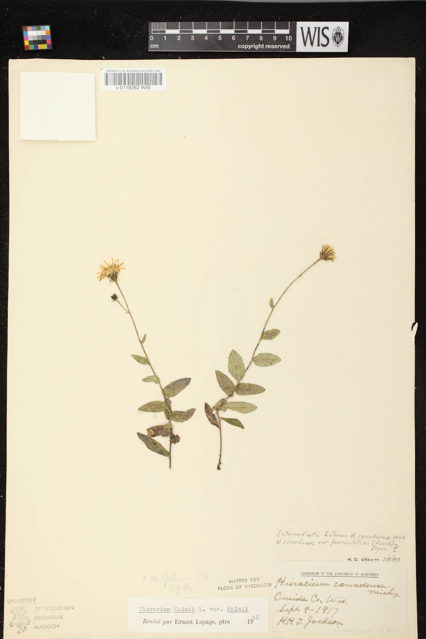 Hieracium umbellatum image