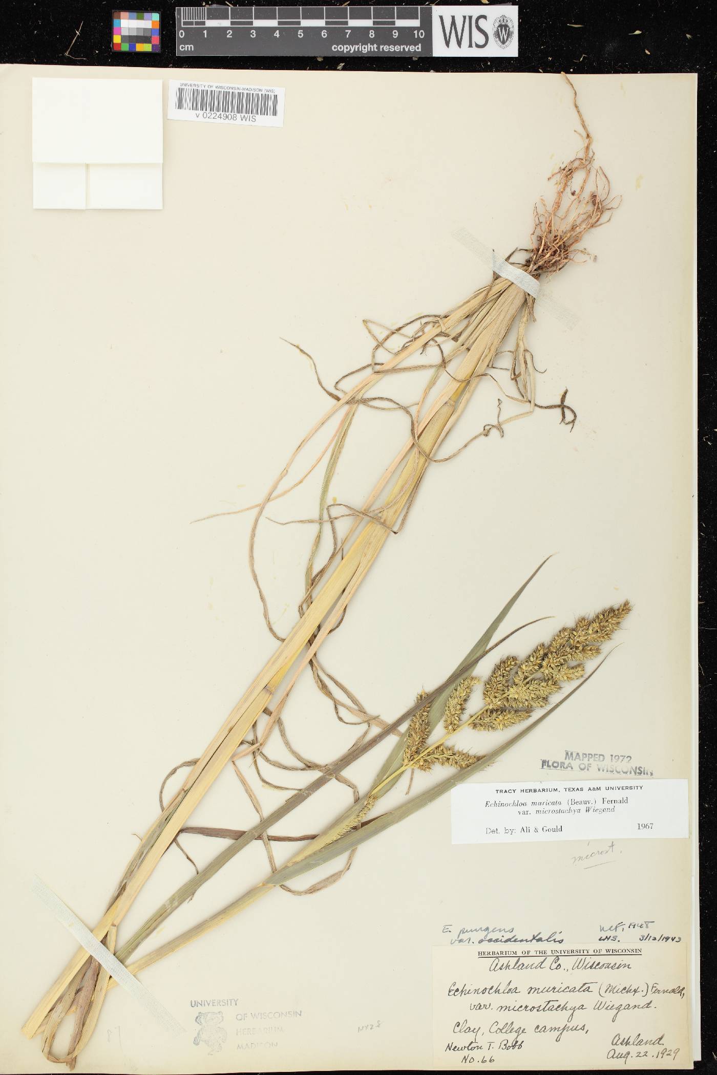 Echinochloa muricata var. microstachya image