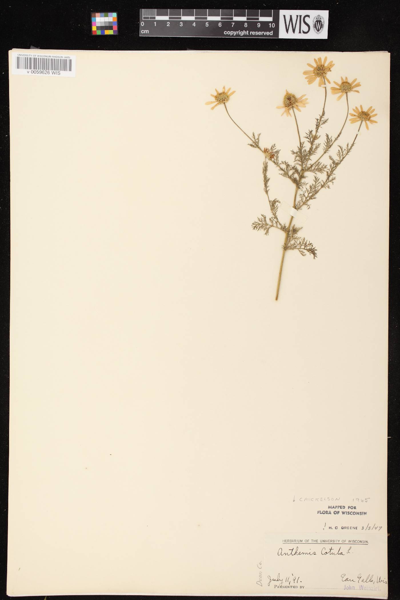 Anthemis cotula image
