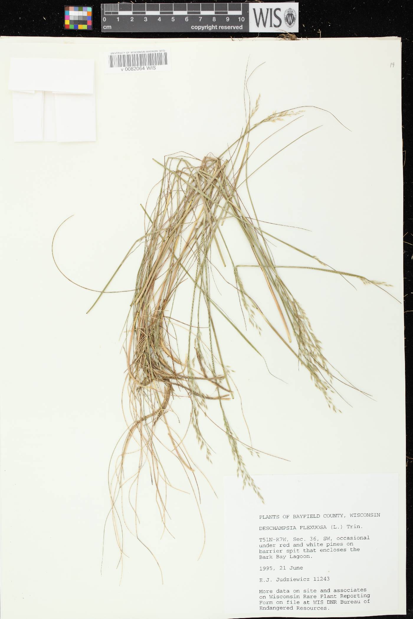 Avenella flexuosa image