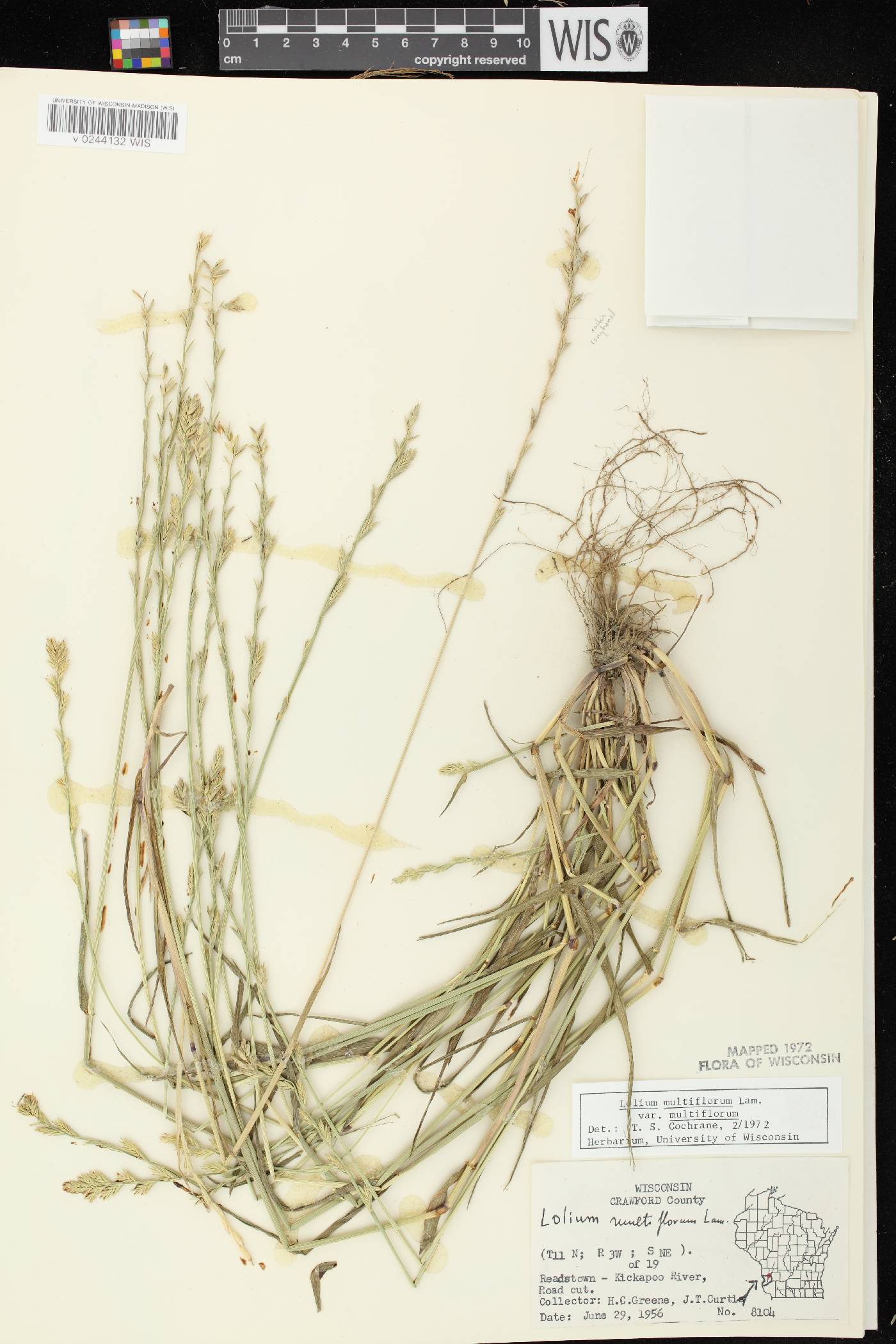 Lolium perenne subsp. multiflorum image
