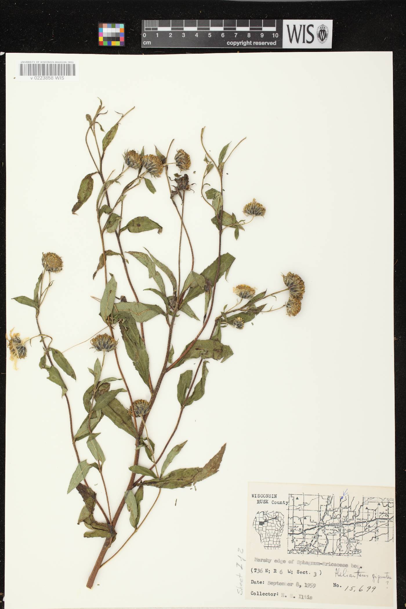 Helianthus giganteus image
