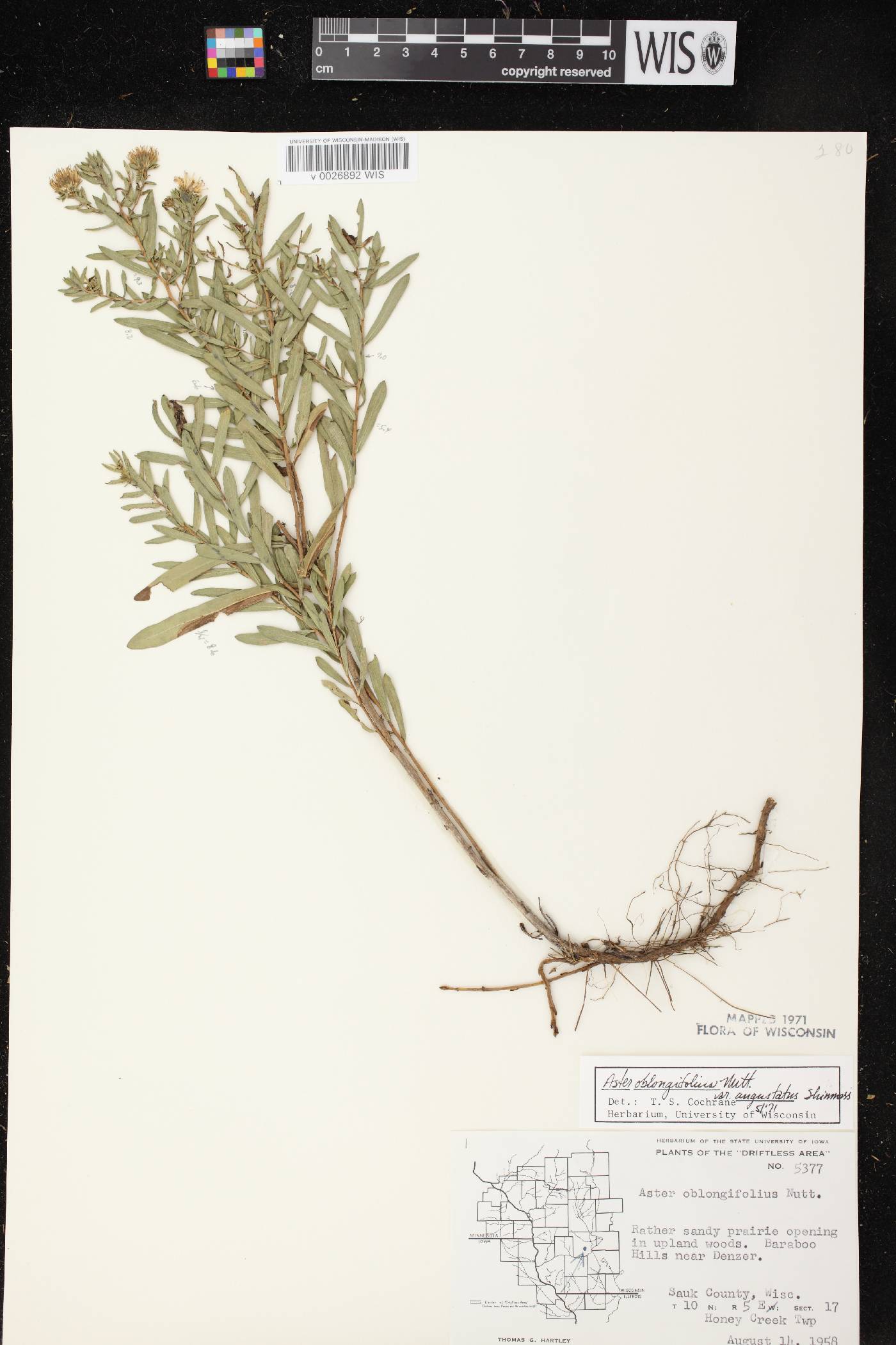 Symphyotrichum oblongifolium image