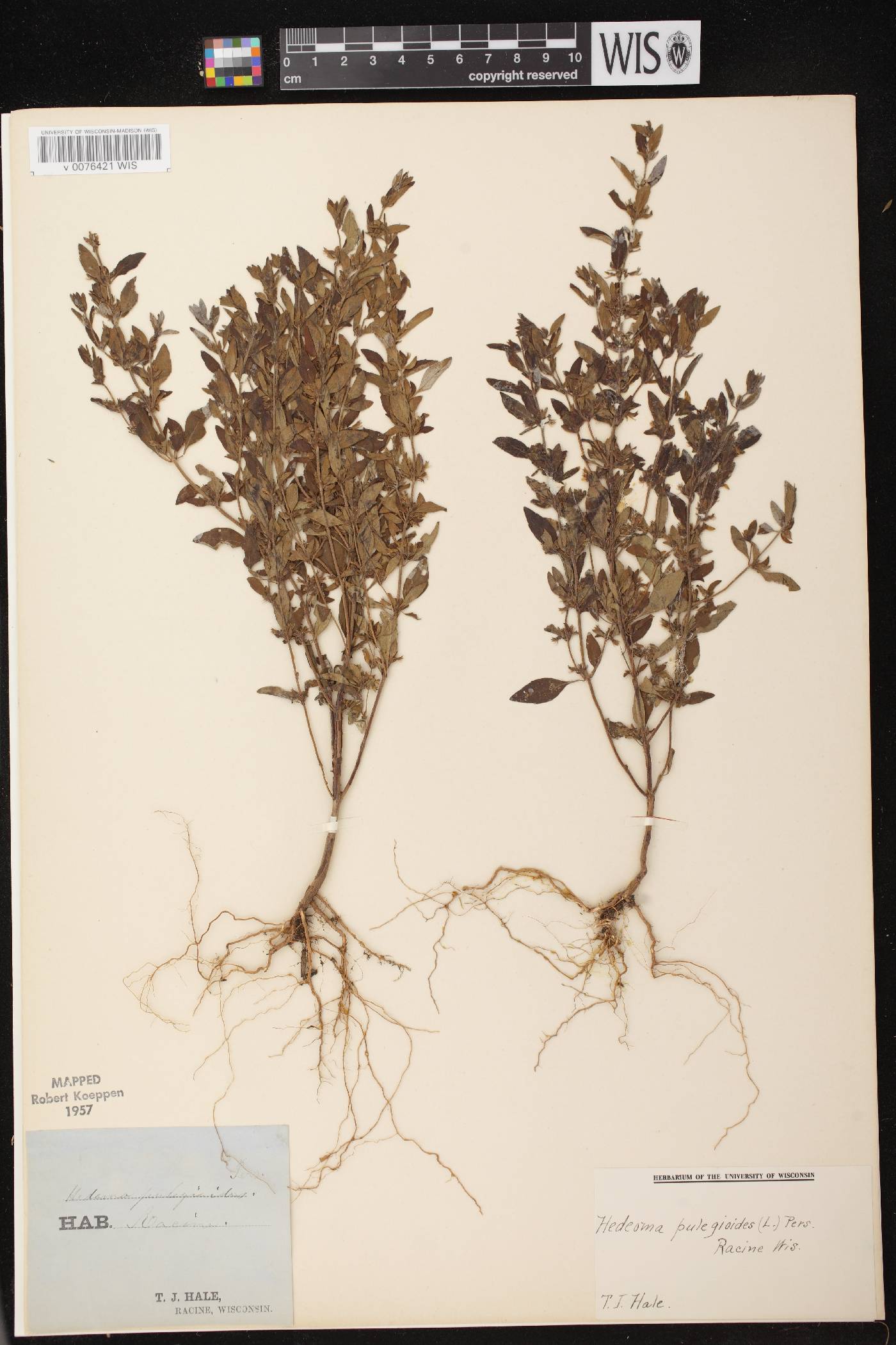 Hedeoma pulegioides image