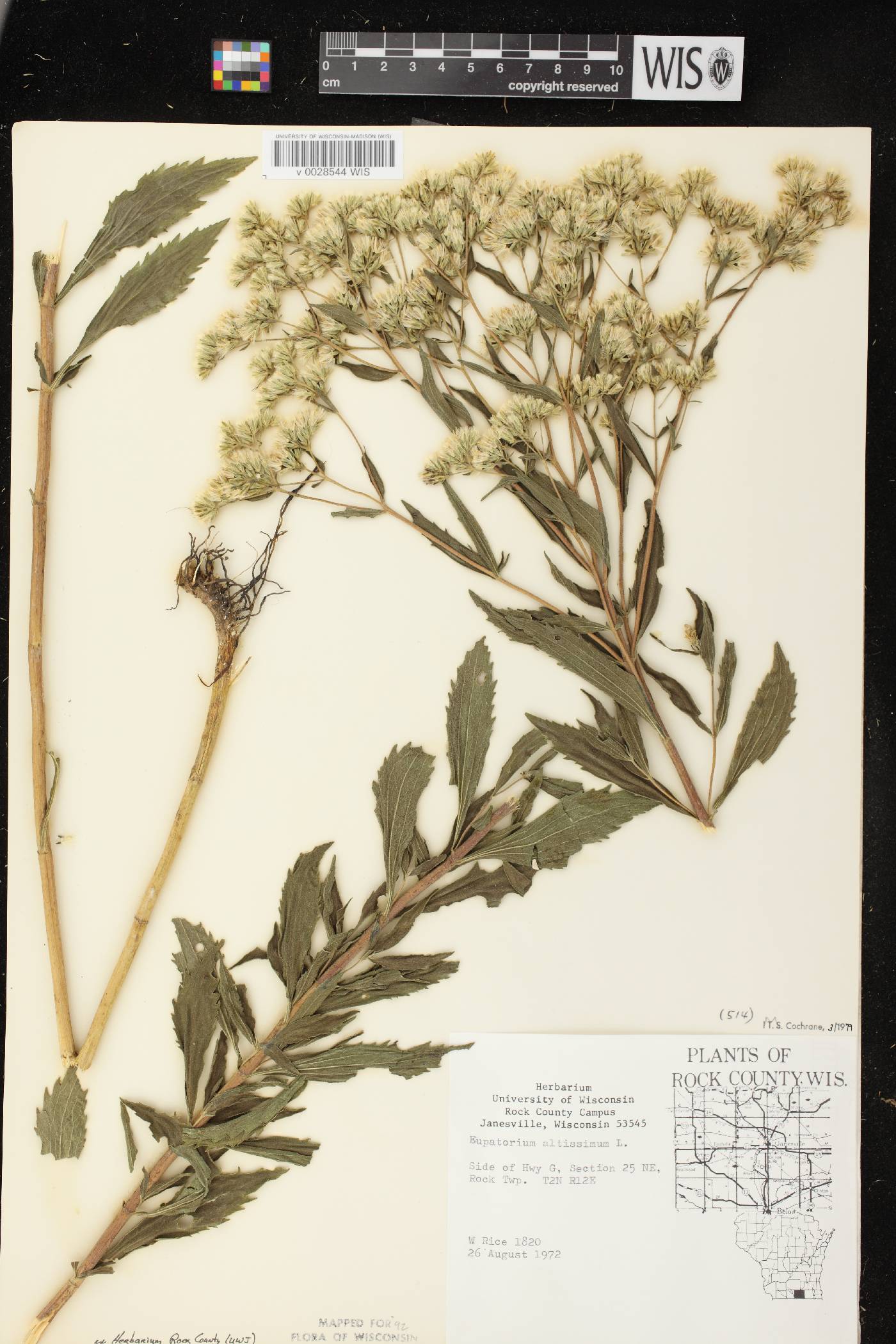Eupatorium altissimum image