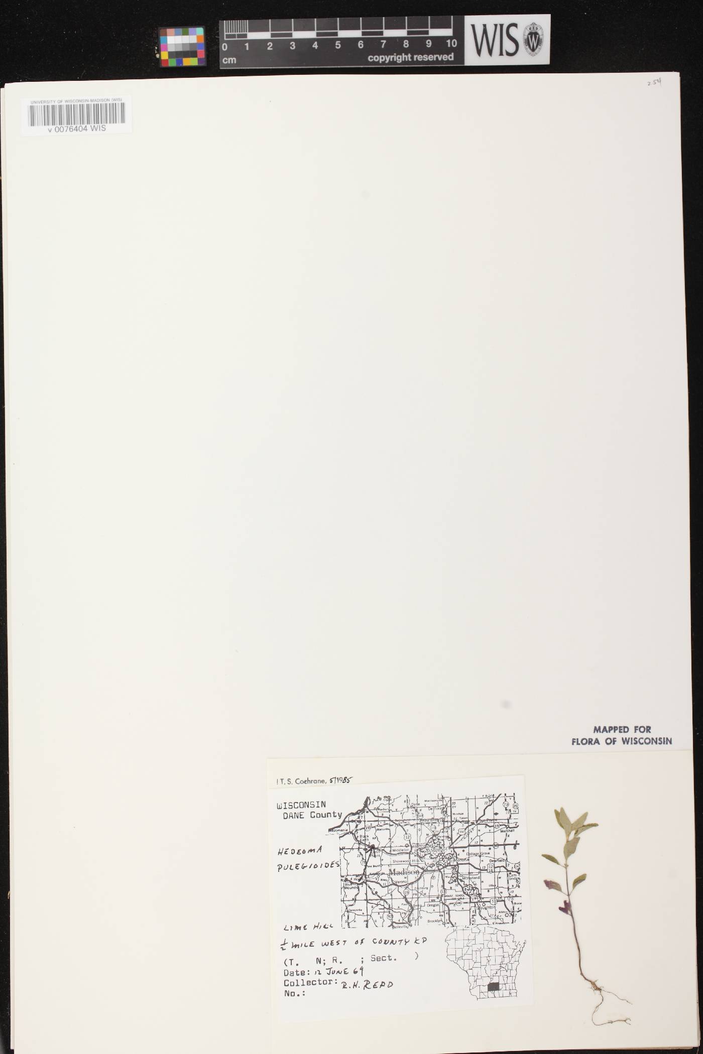Hedeoma pulegioides image