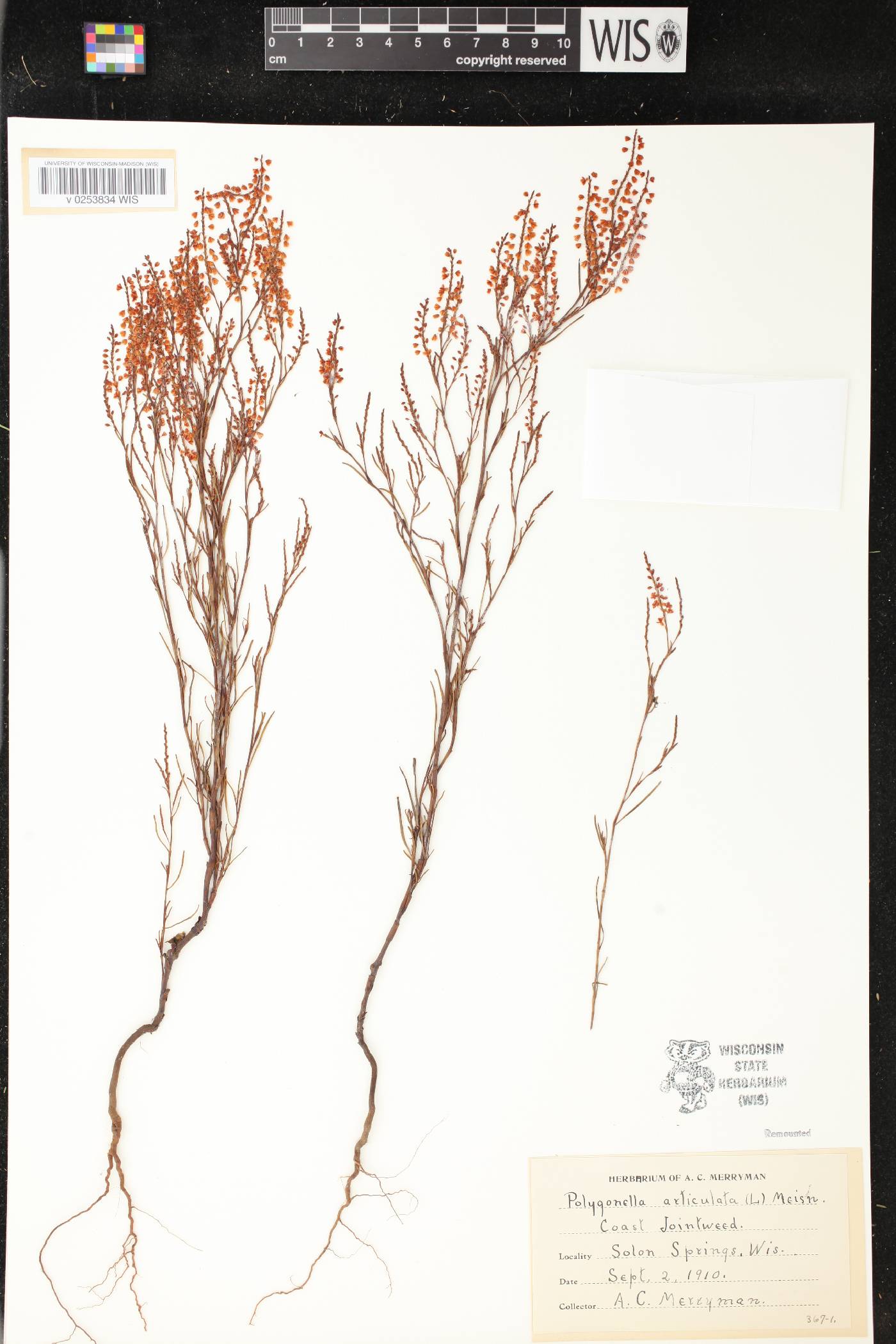 Polygonella articulata image