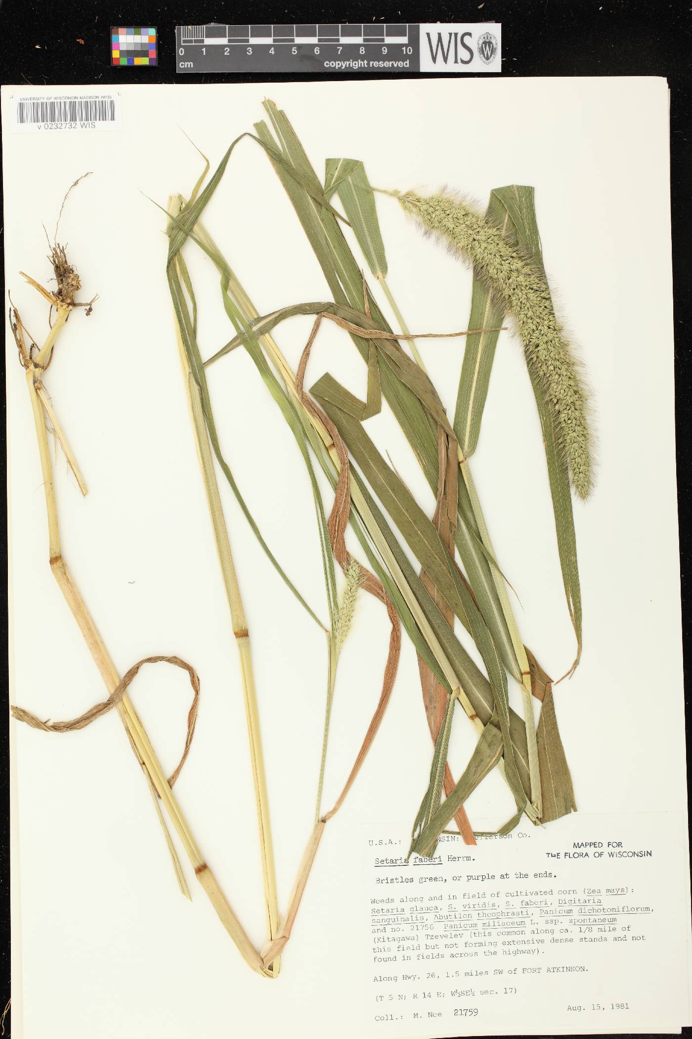 Setaria faberi image