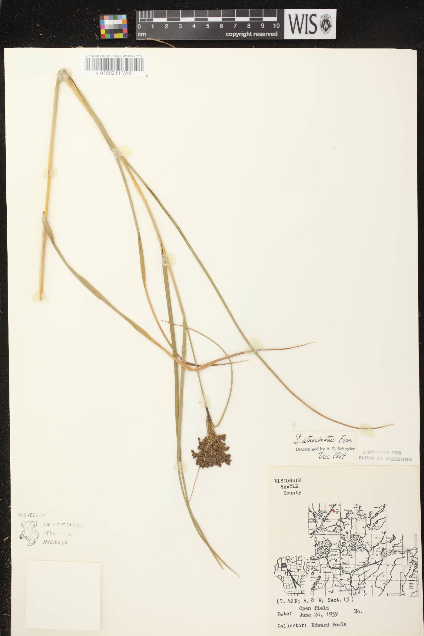 Scirpus atrocinctus image