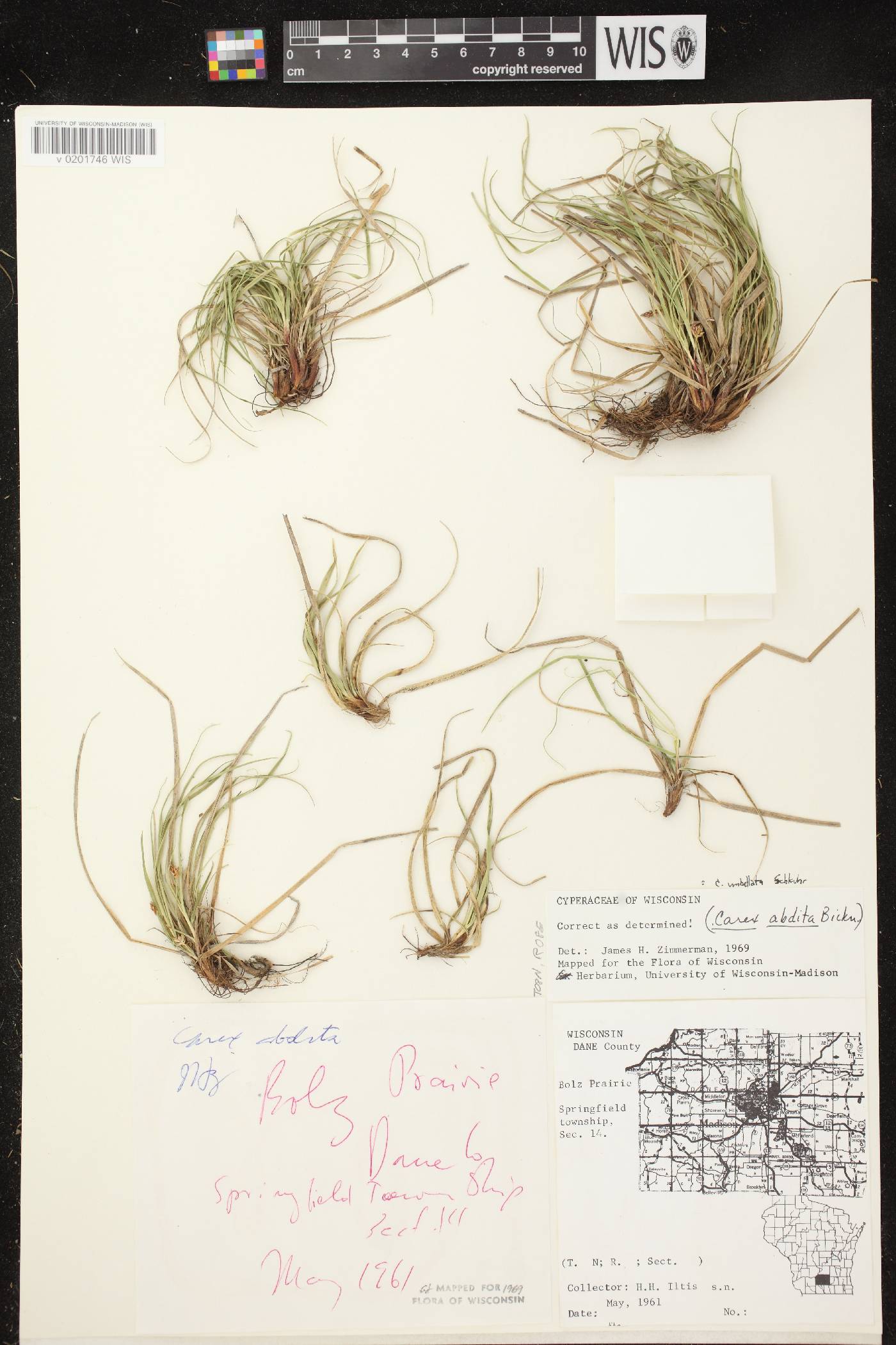 Carex umbellata image