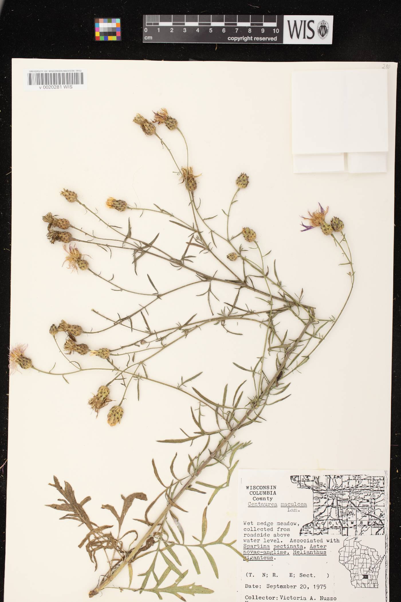 Centaurea stoebe subsp. micranthos image