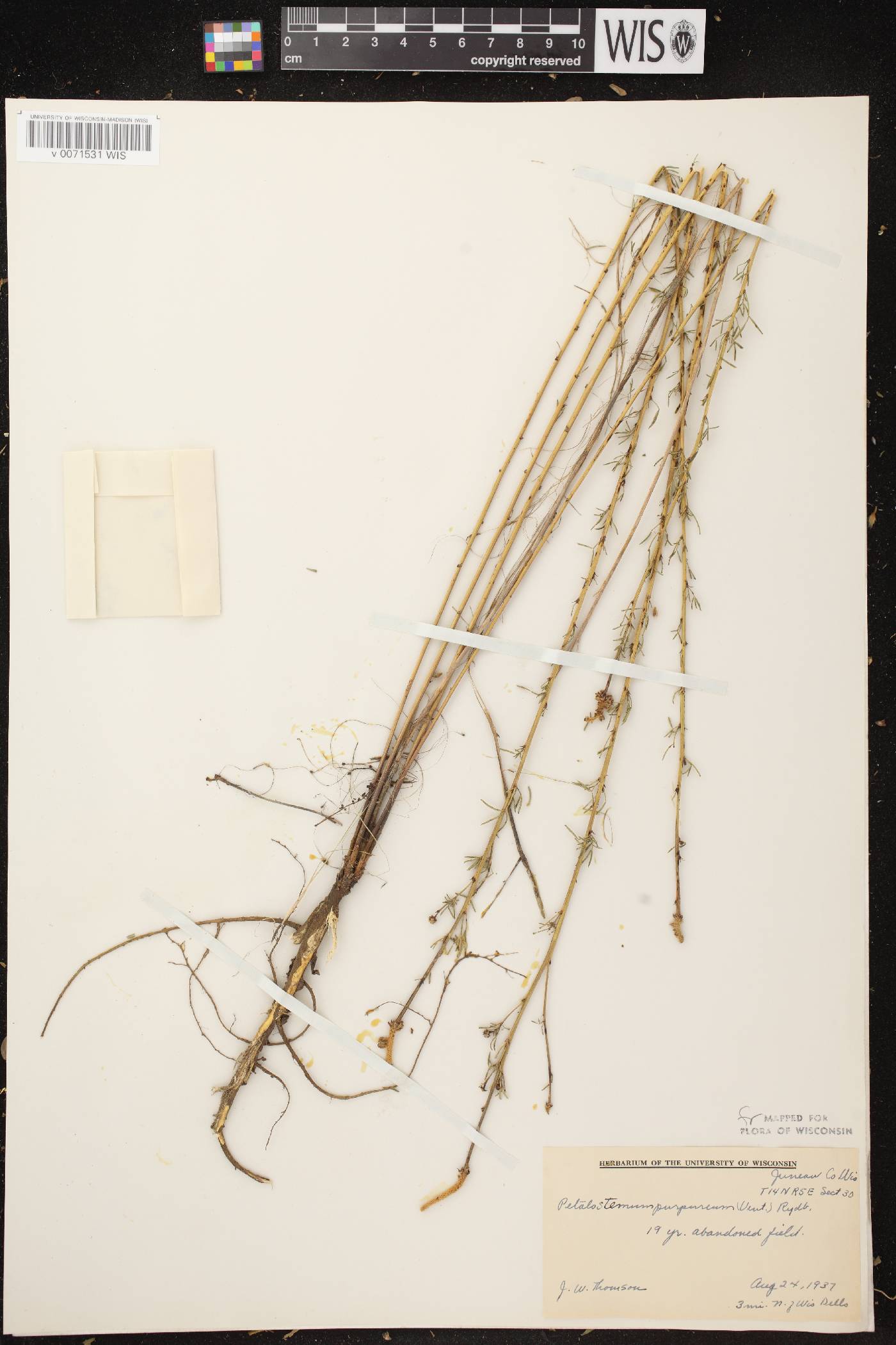 Dalea purpurea image