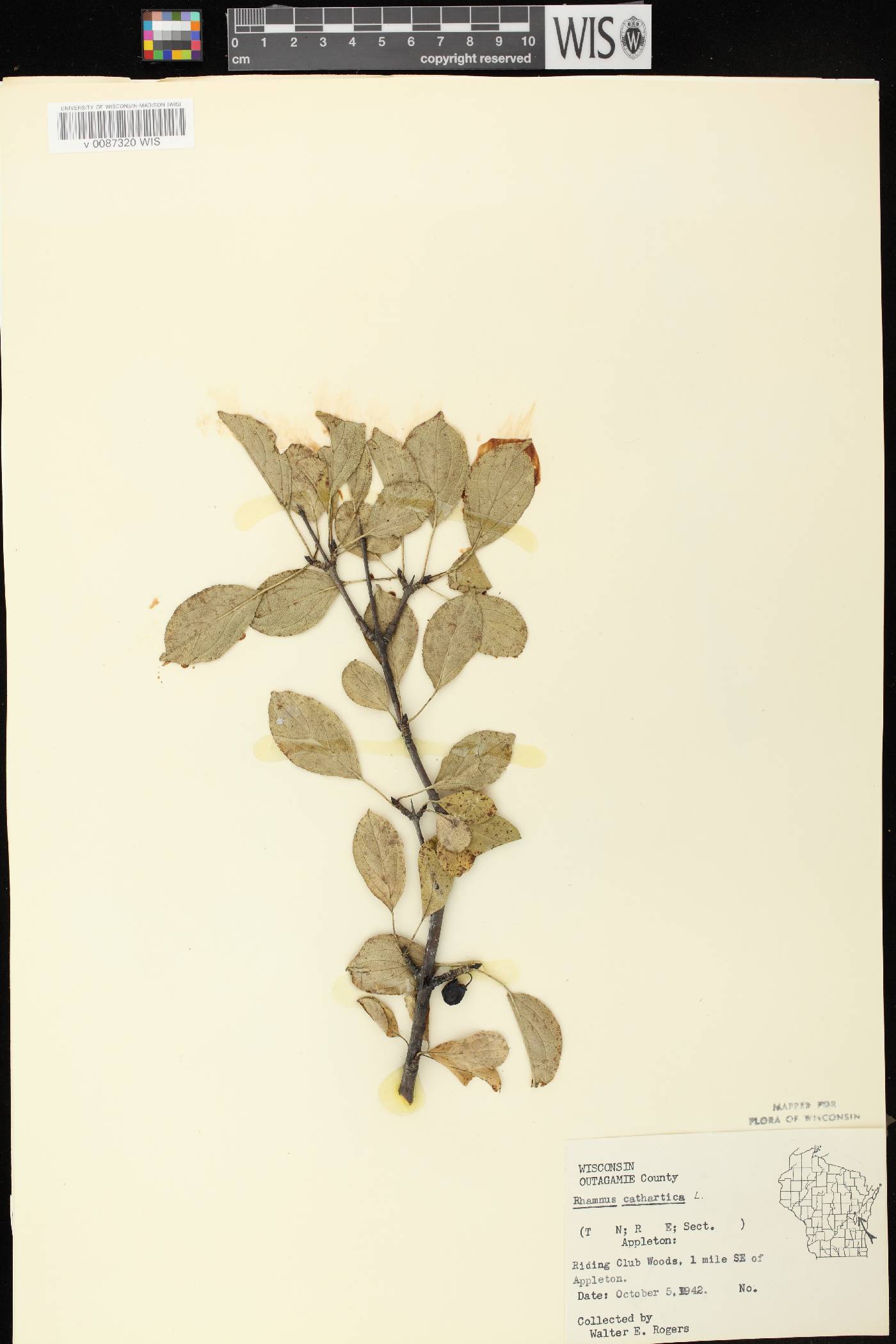 Rhamnus cathartica image