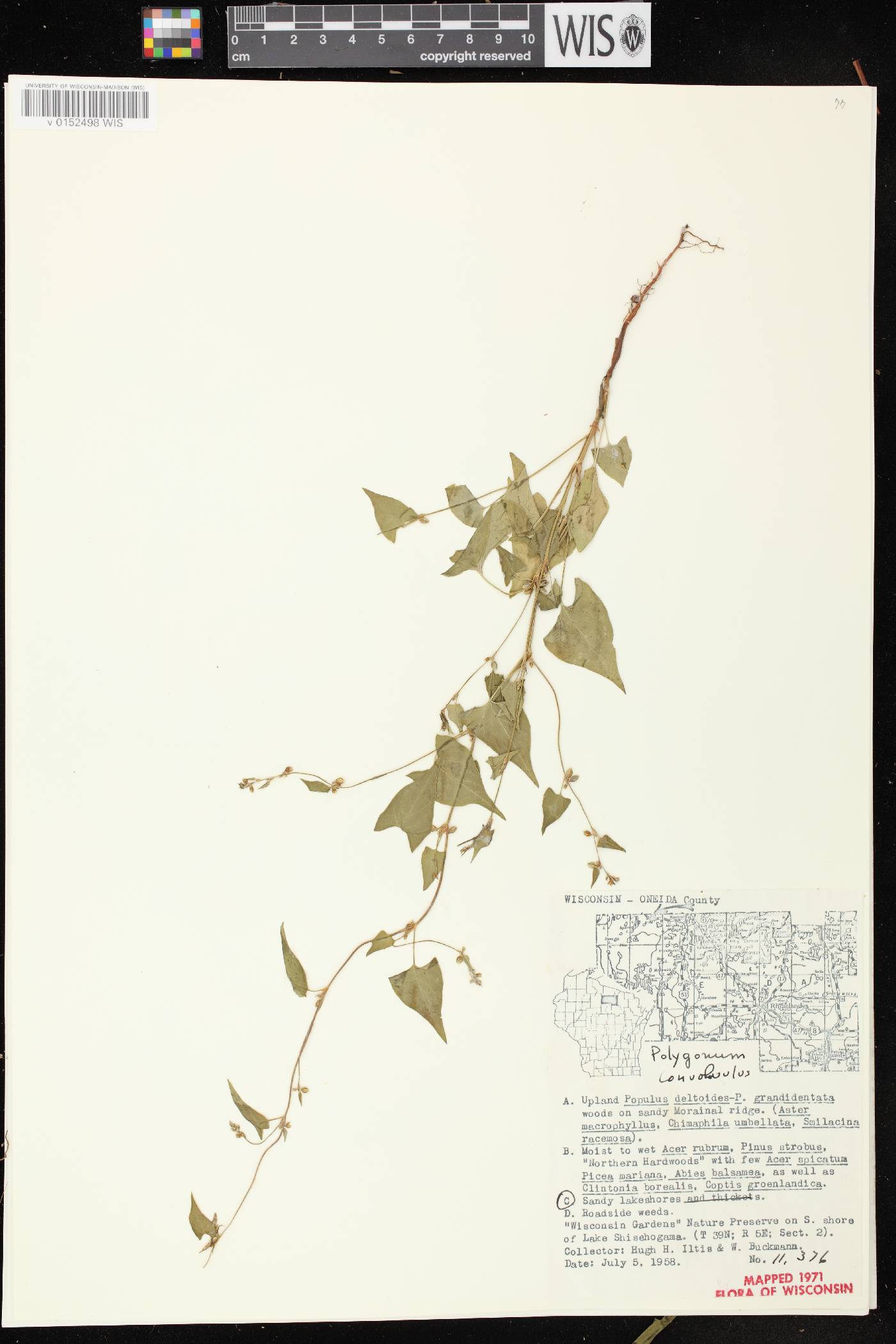 Fallopia convolvulus image