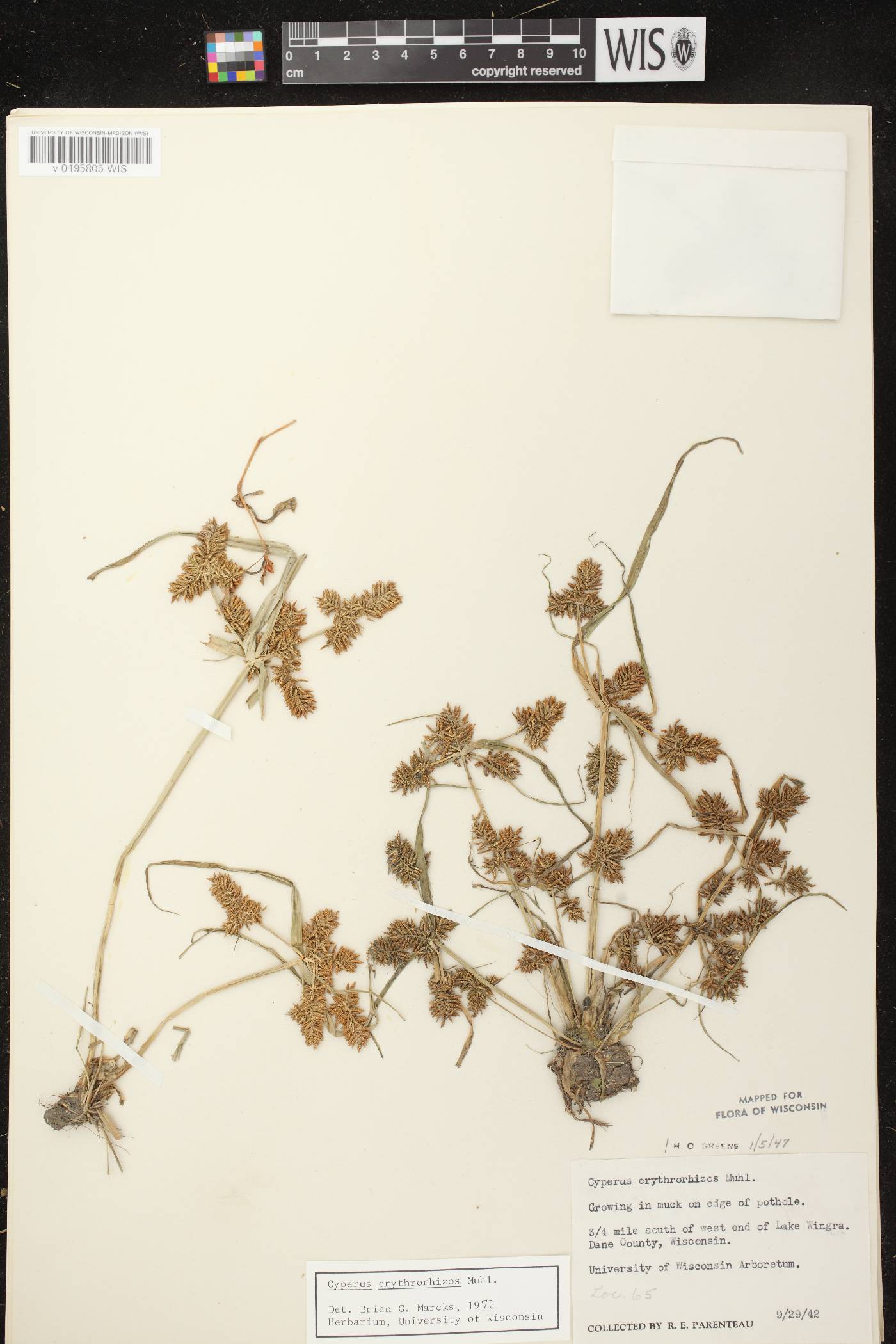 Cyperus erythrorhizos image