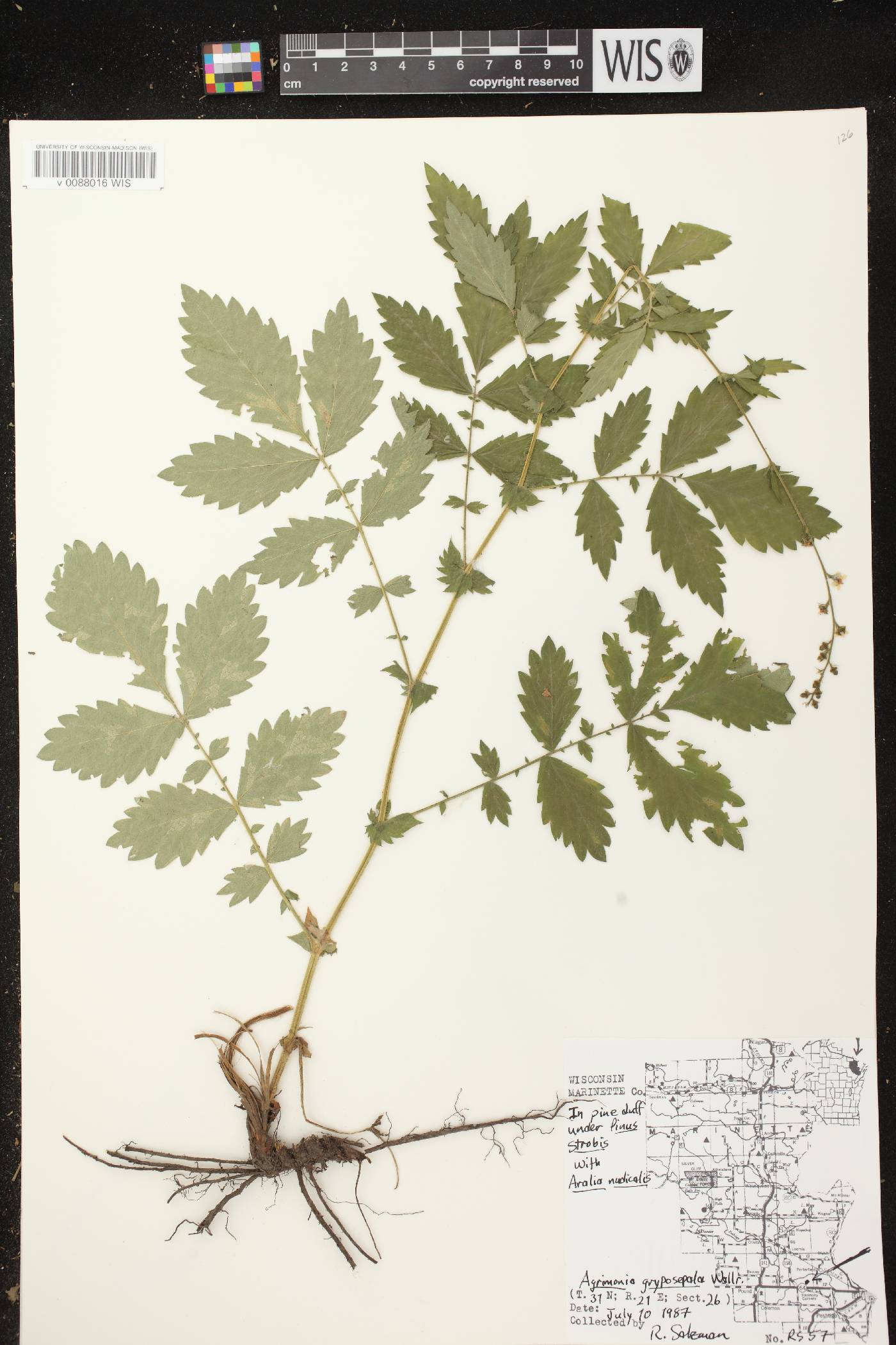 Agrimonia gryposepala image